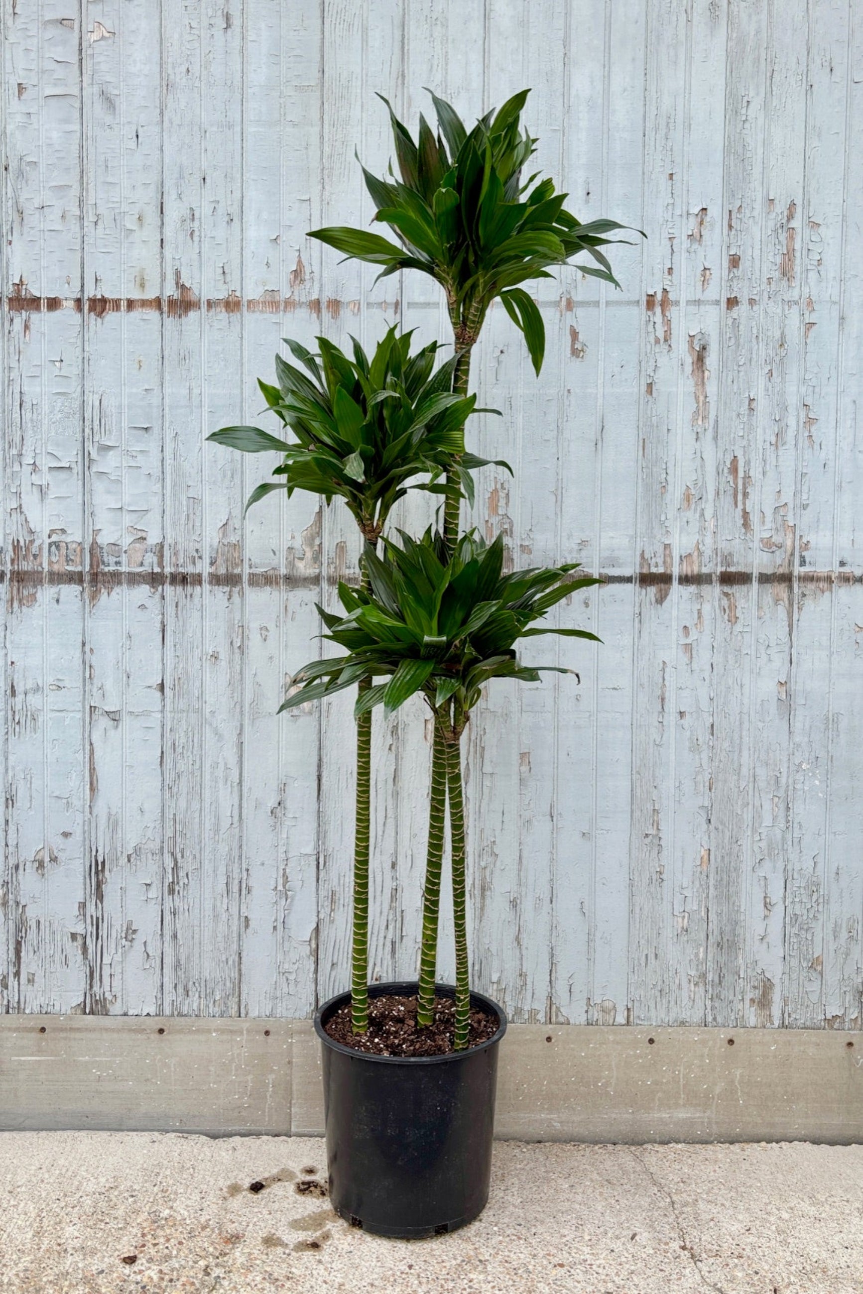 Dracaena 'Green Jewel' staggered cane in a 12" pot against a grey wall