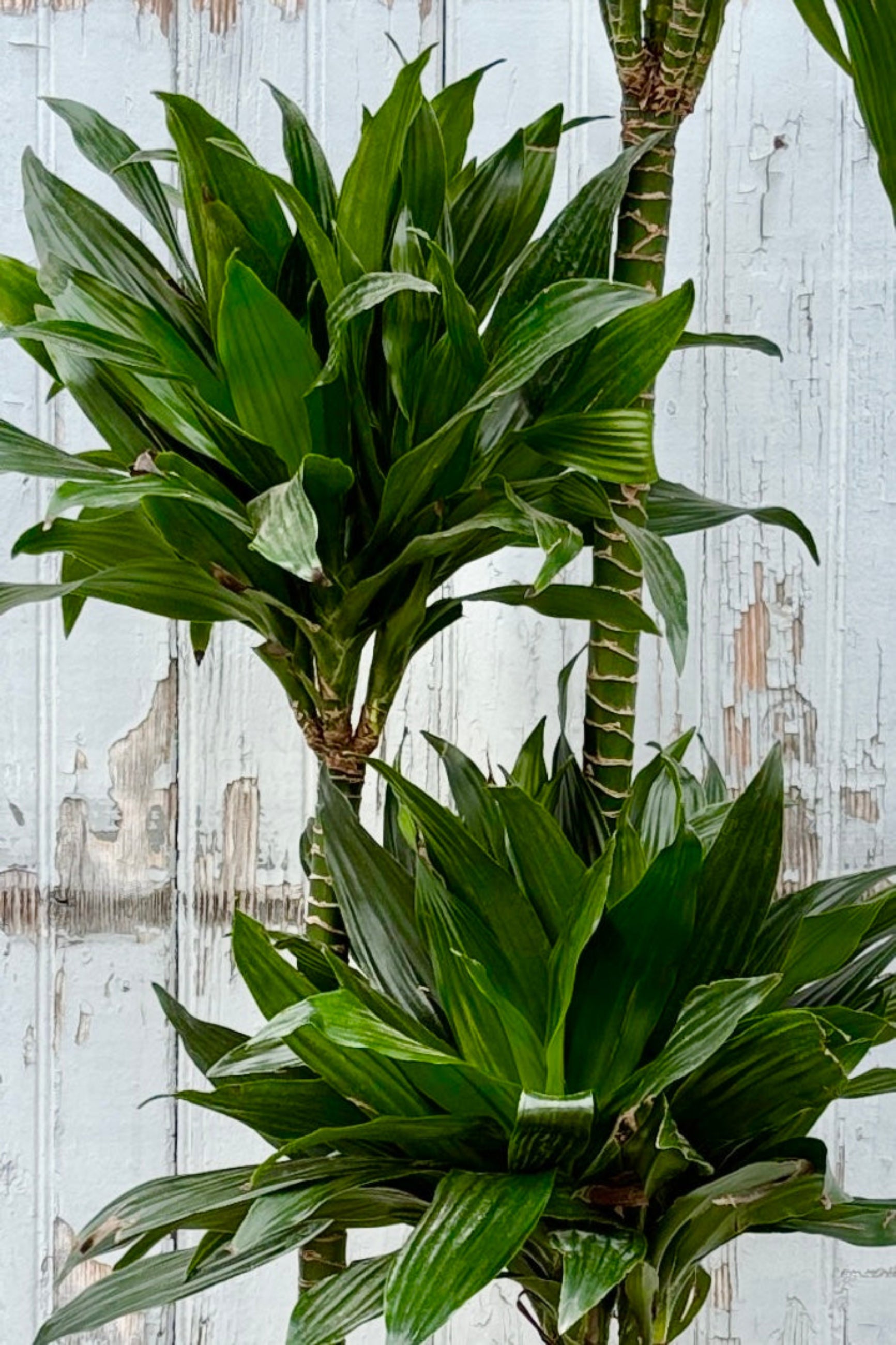 Close up of Dracaena 'Green Jewel' 12" staggered cane against a grey wall
