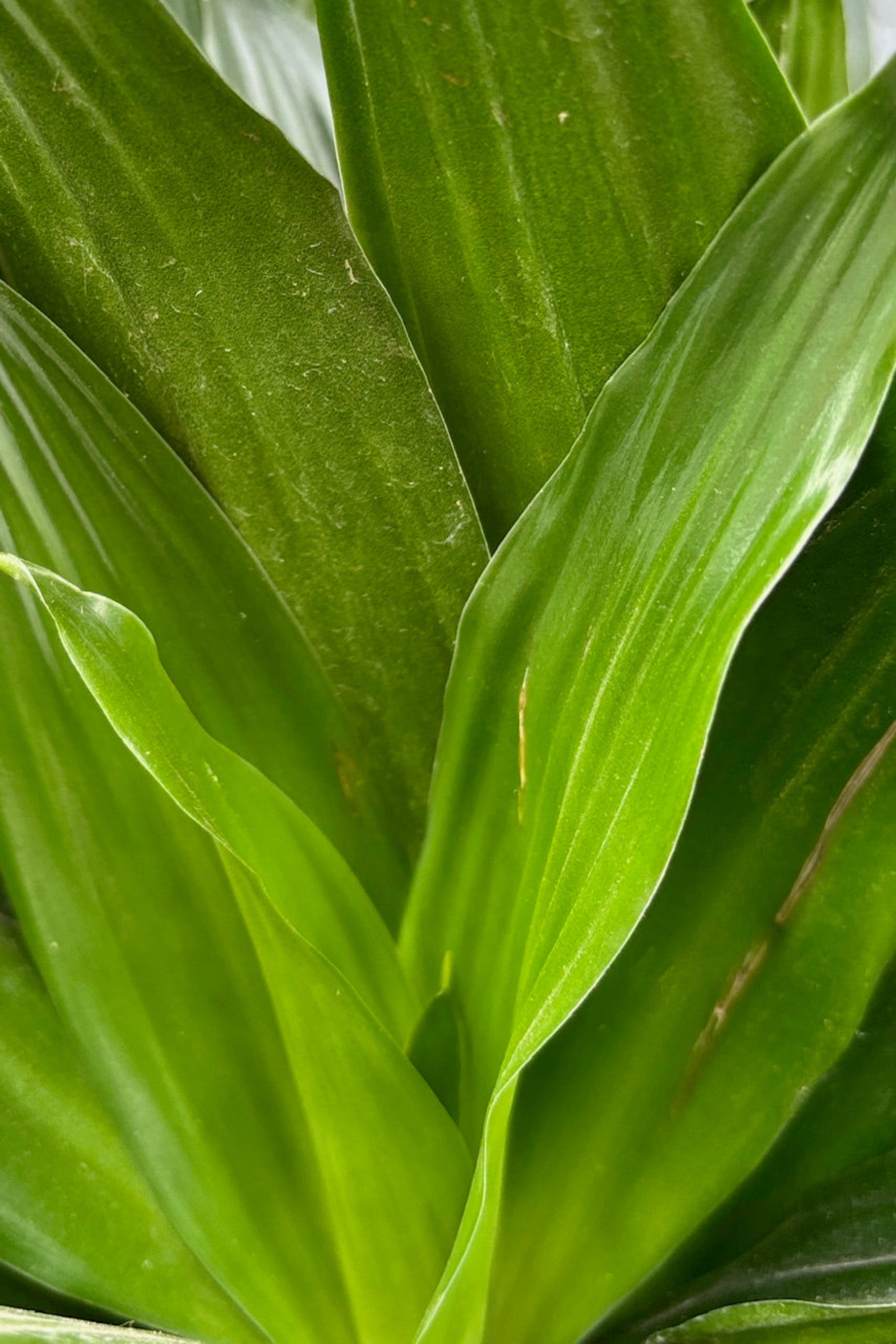 Close up of leaves of Dracaena 'Green Jewel' 12" staggered cane