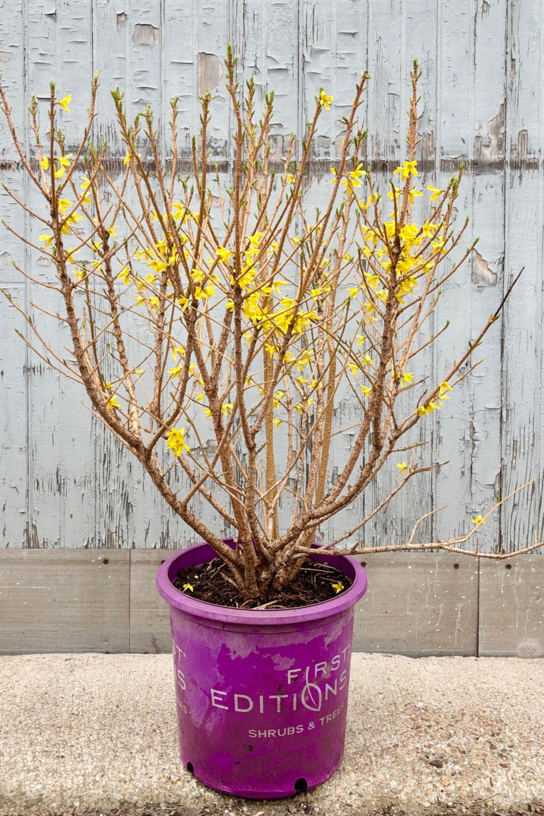 Forsythia 'Spring Fling' in a 5gal pot against a grey wall ©Sprout Home