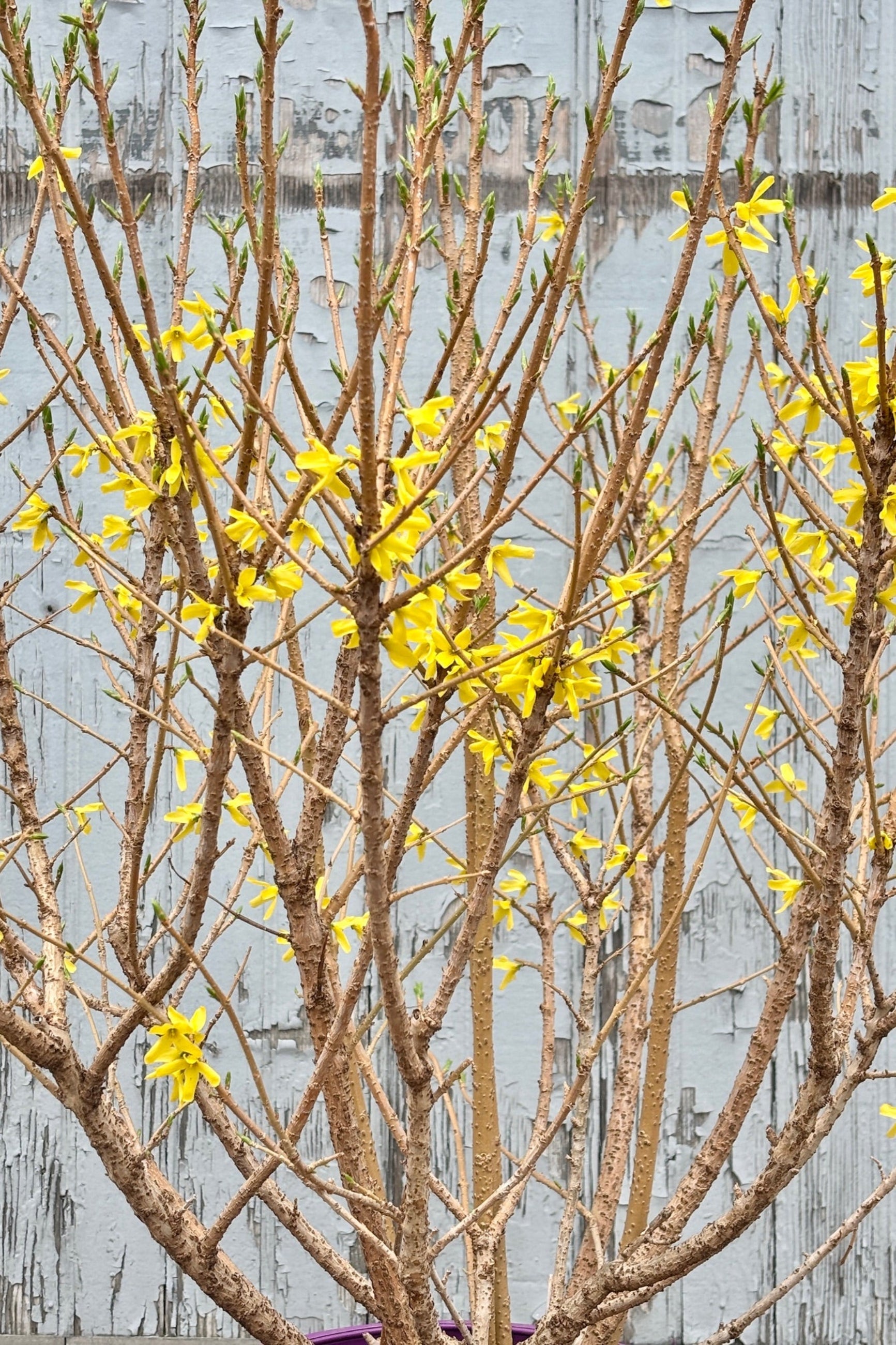 Close up of Forsythia 'Spring Fling' against a grey wall ©Sprout Home