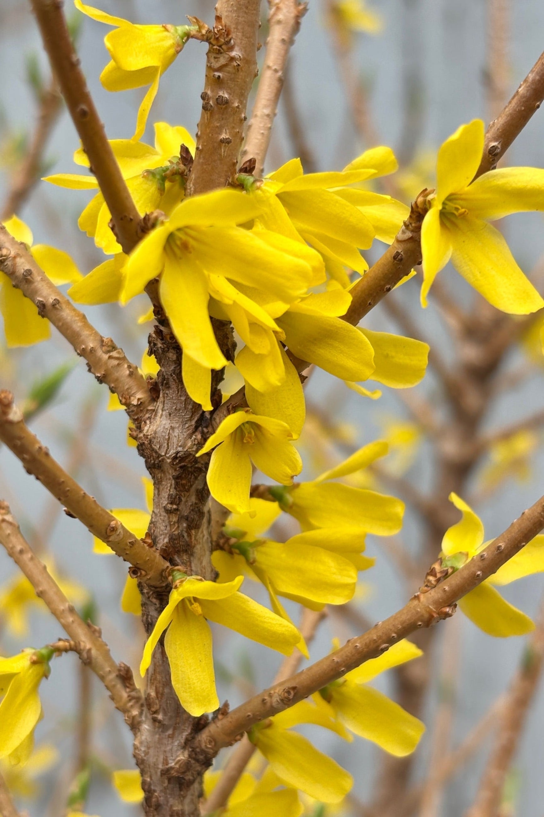 Detail of yellow flowers on Forsythia 'Spring Fling' against a grey wall ©Sprout Home