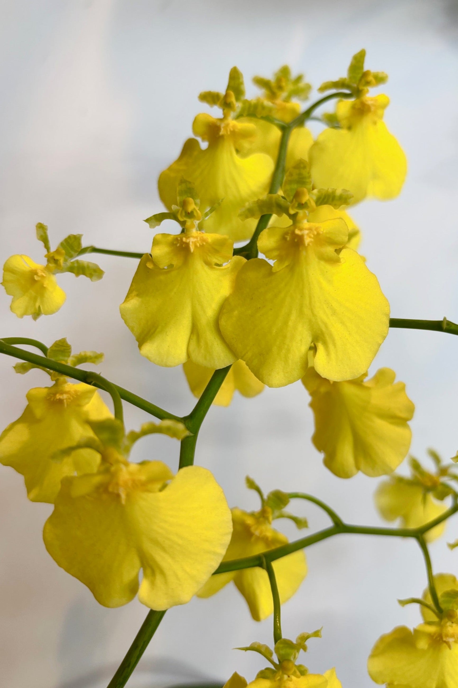 Yellow flowers on oncidium orchid against a white wall