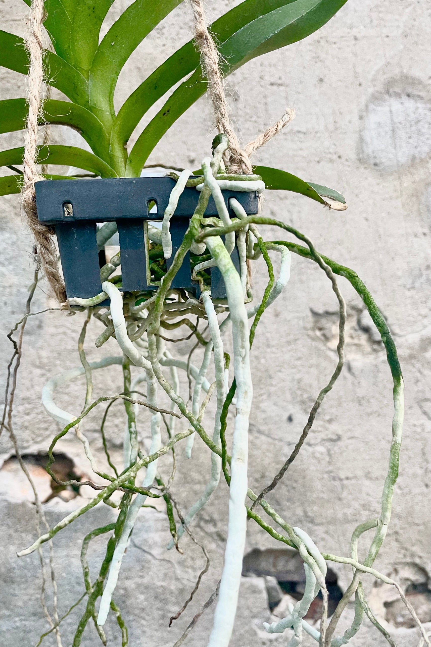 Close up of Vanda orchid with green leaves and silvery white roots in black slatted basket against cement wall ©Sprout Home
