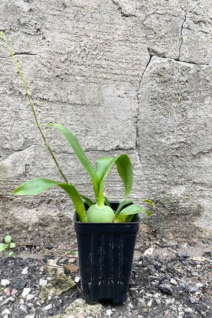 Small Oncidium Twinkle orchid with green leaves against cement wall.