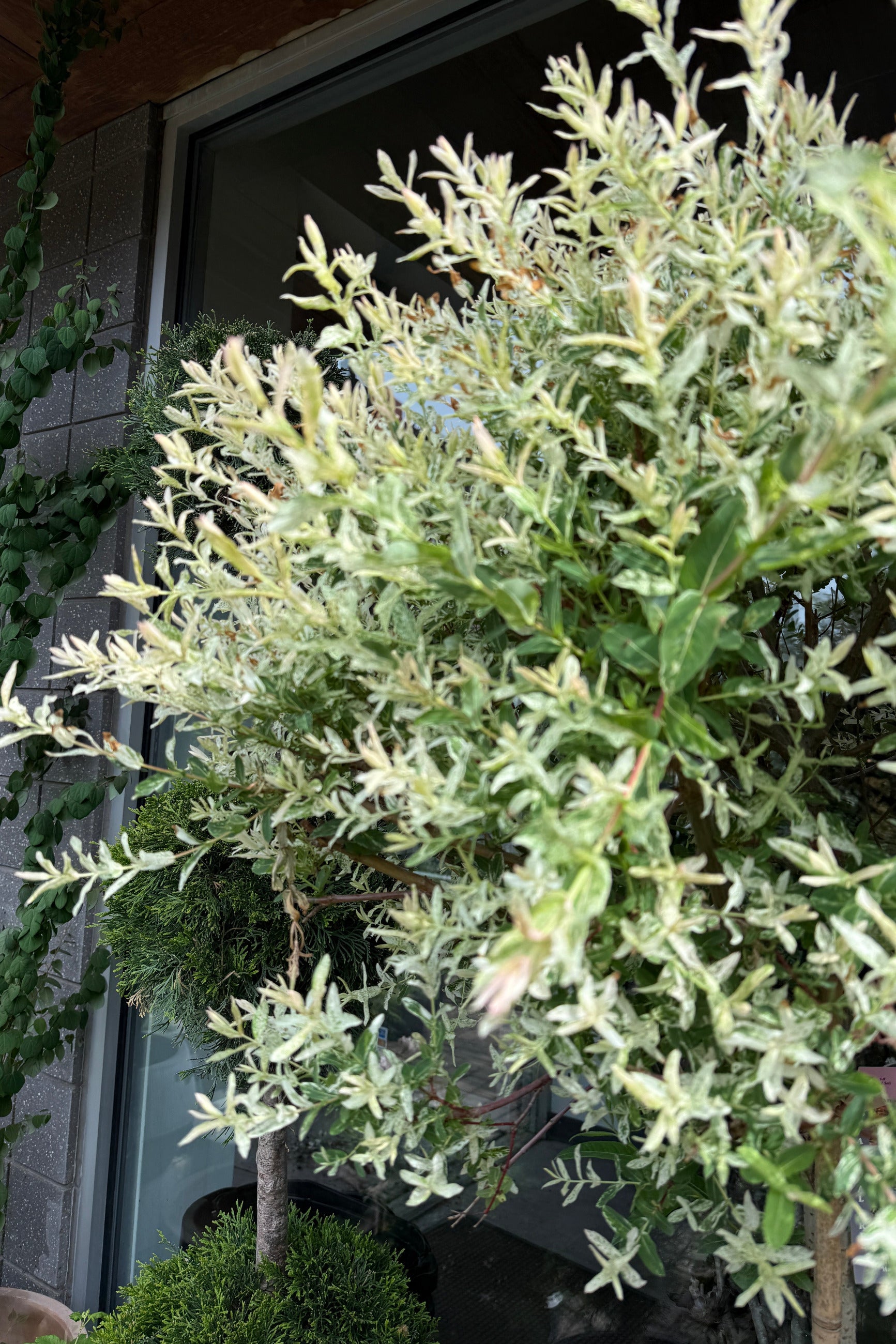 Salix integra 'Hakuro Nishiki' #10 standard in front of a building with a window the end of May ©Sprout Home