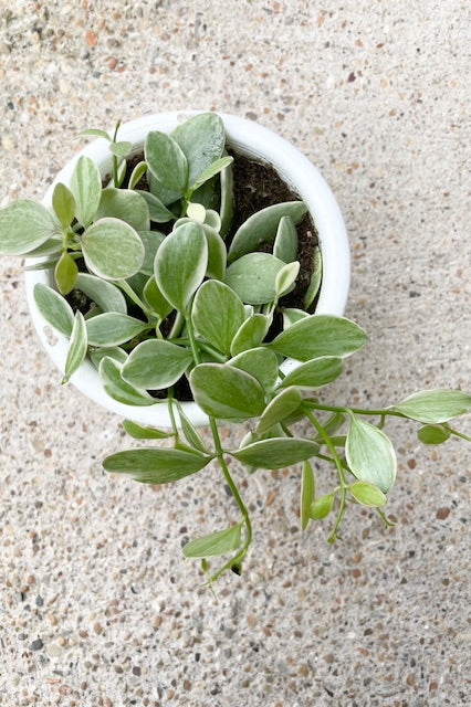 Plant with green and white oval shaped leaves that spill over the side of the pot against a cement wall ©Sprout Home