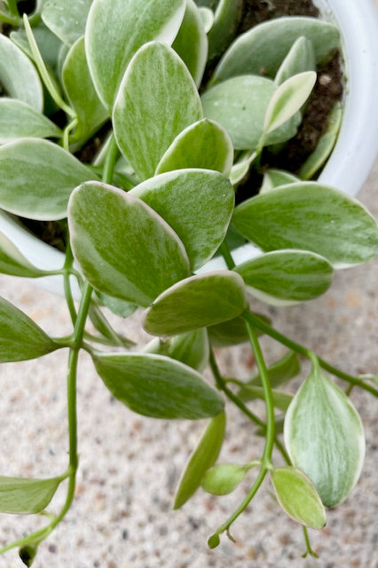 Close up of a plant with green and white oval shaped leaves that spill over the side of the pot against a cement wall ©Sprout Home