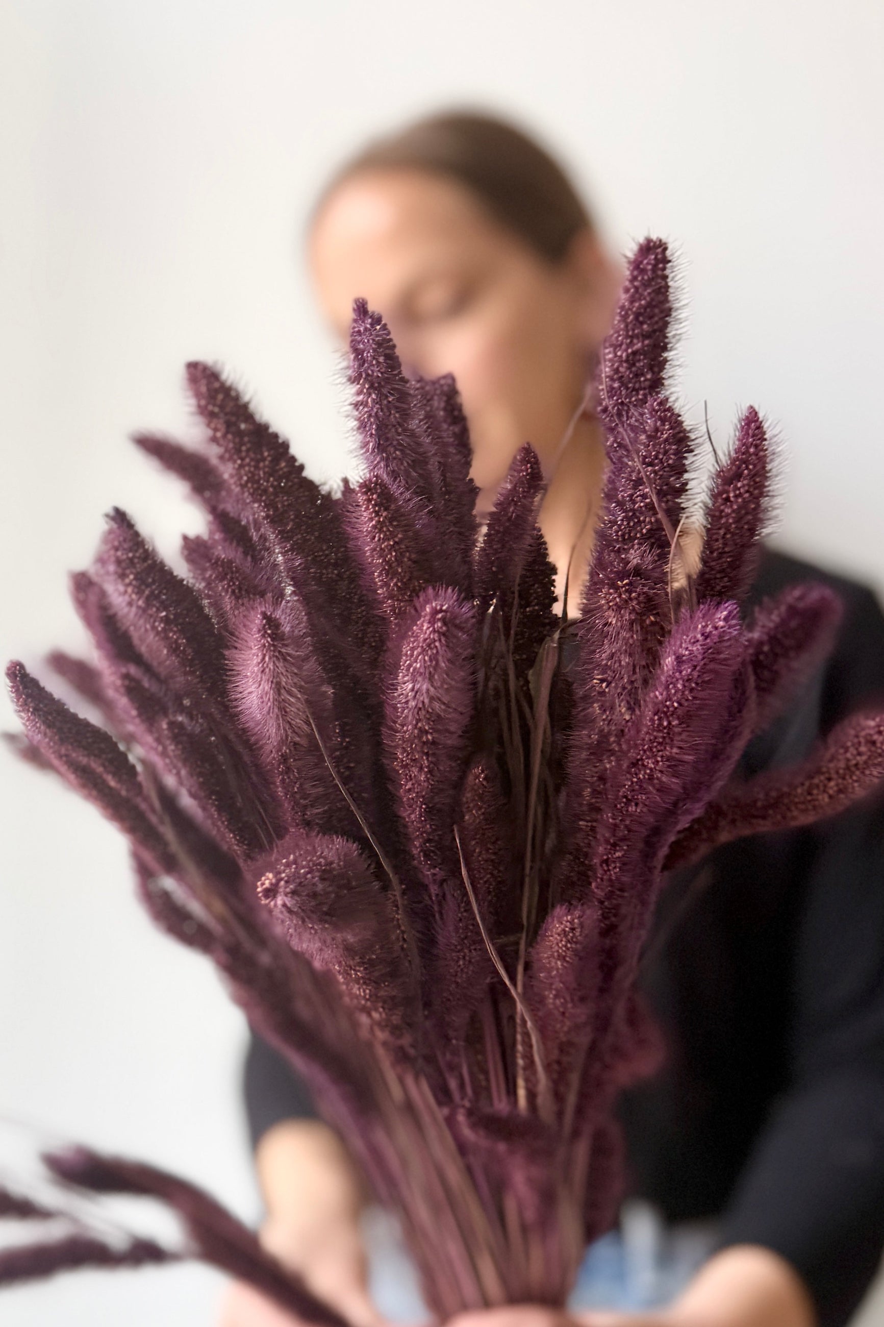 Person holding a bSetaria Plum Color Preserved Bunch against a plain background ©Sprout Home