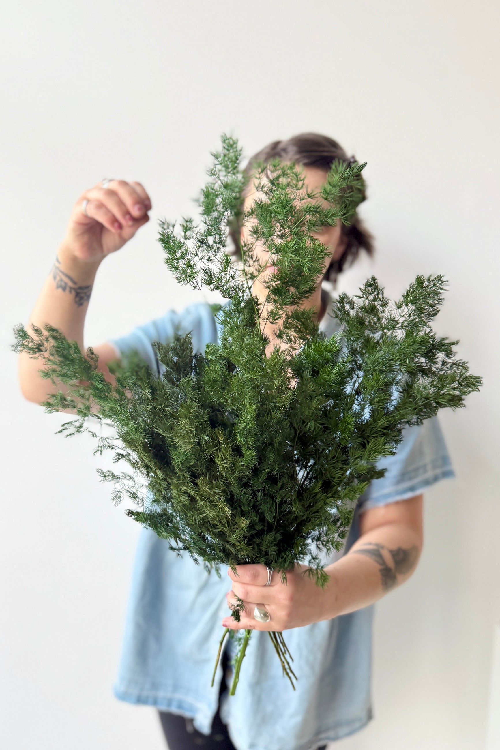 Person holding a Asparagus Ming Natural Color Preserved Bunch of greenery against a white background ©Sprout Home