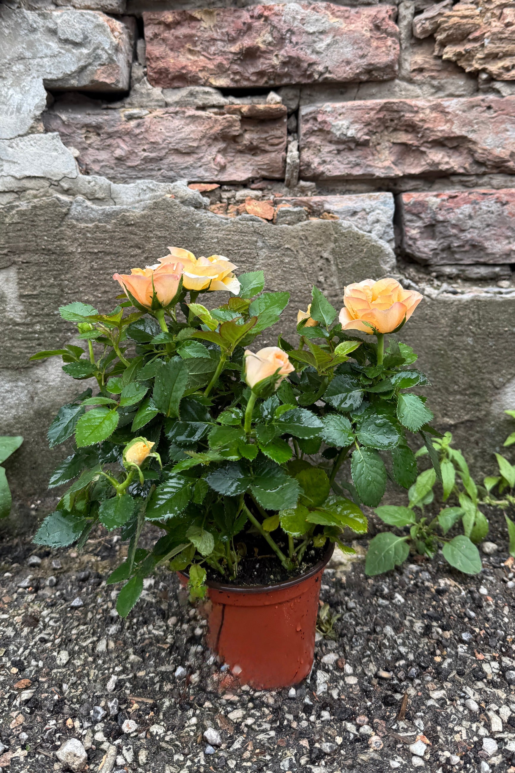 Potted Kordana Rose plant with peach-colored flowers in a 4 " growers pot against a stone wall. ©Sprout Home