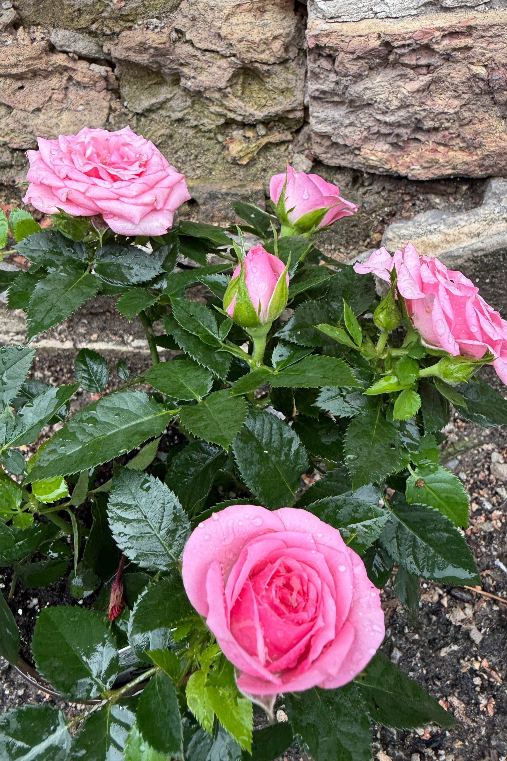Potted Kordana Rose plant with pink-colored flowers against a stone wall. ©Sprout Home