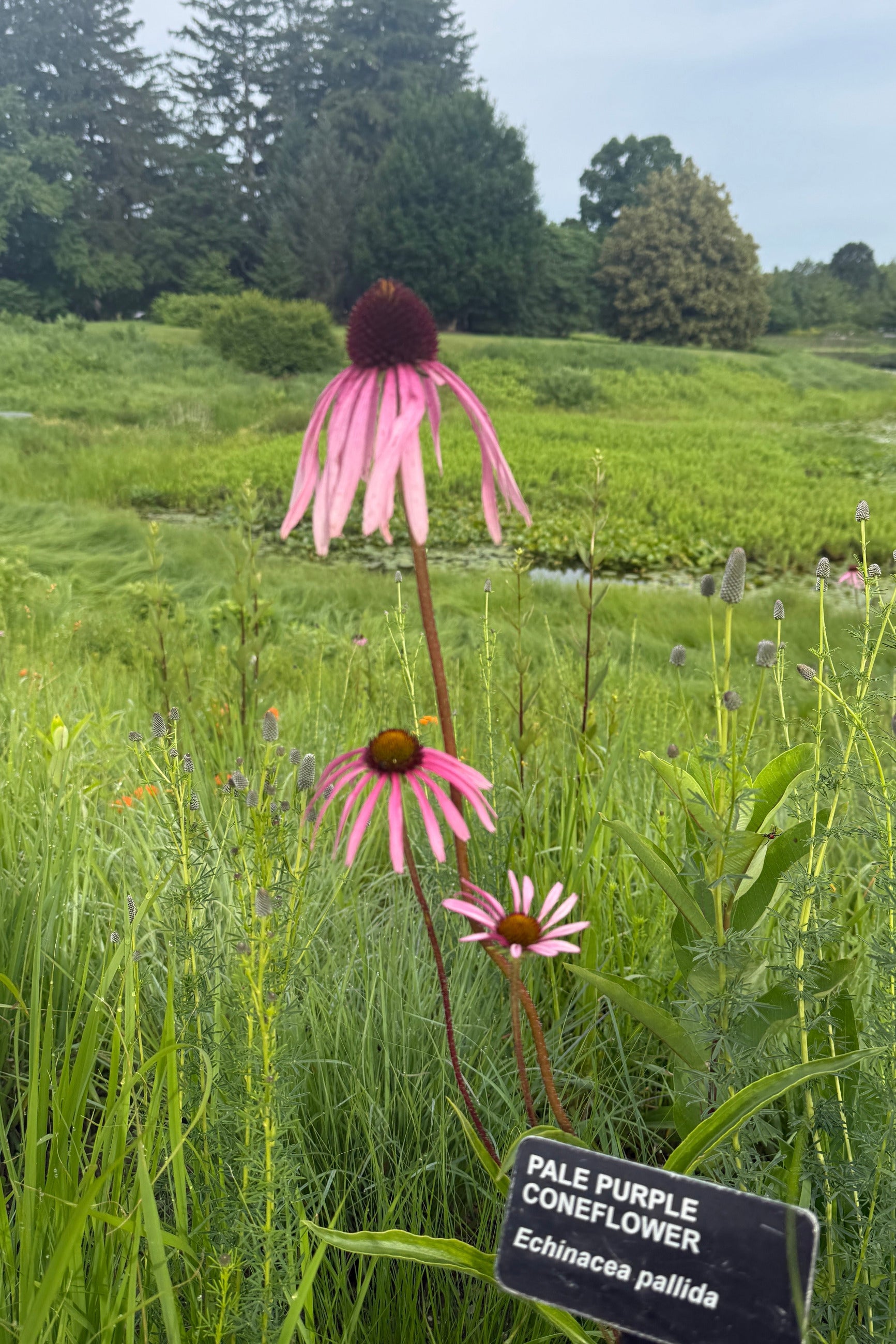 Pale purple Echinacea pallida coneflower sin a field at the Morton Arboretum the middle of June with a sign identifying it. ©Sprout Home
