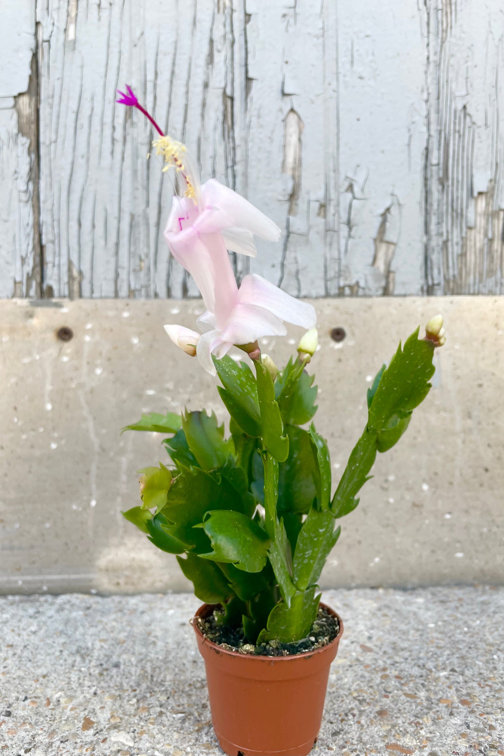 Schlumbergera plant with white flower against grey background ©Sprout Home