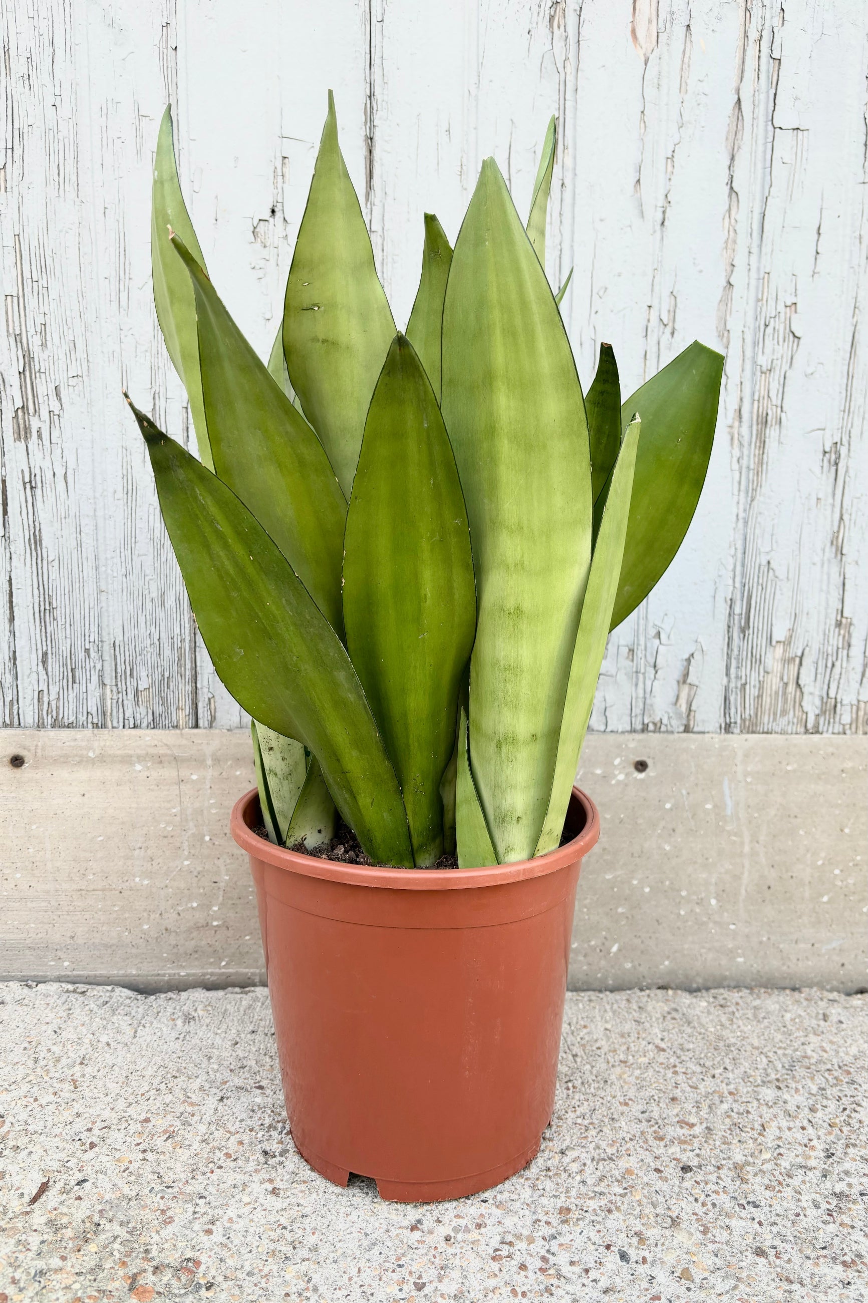 Sanseveria Dracaeana 'Moonshine' Snakeplant in 8" pot against a concrete wall. ©Sprout Home