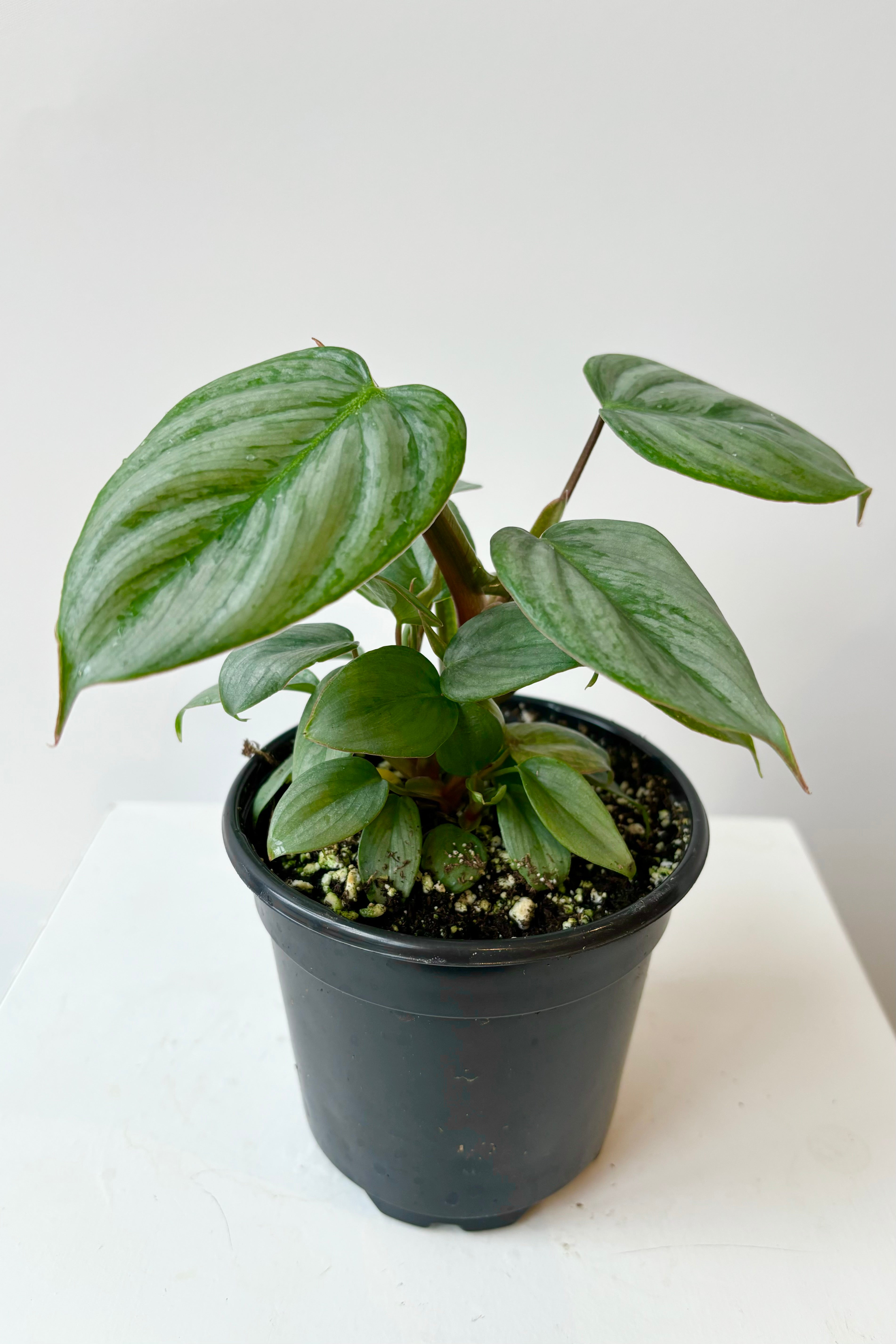 Philodendron sodiroi with bluish green leaves and silver variegation against a white background.