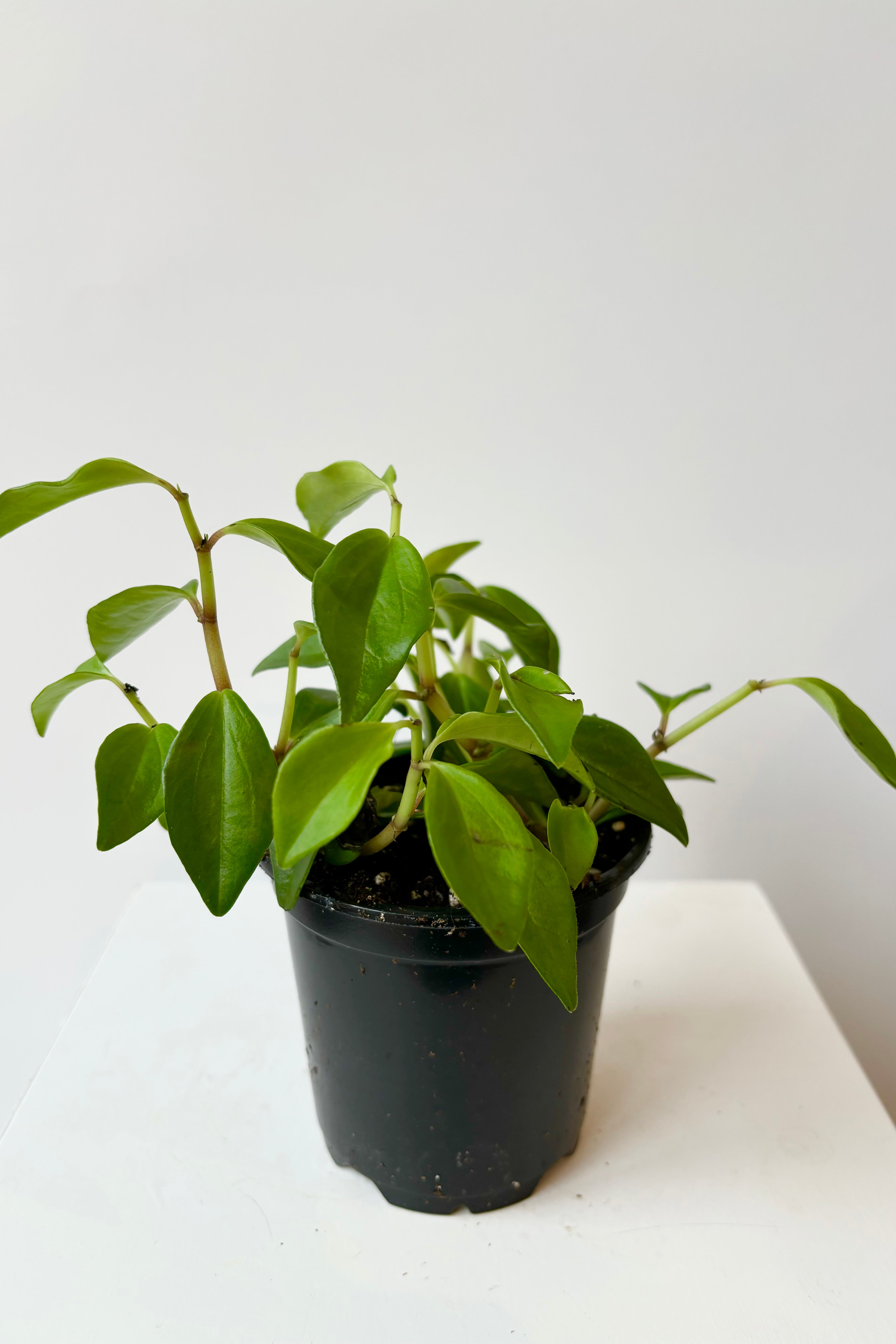 Peperomia 'Amigo Marcello' featuring arrow shaped small, bright green leaves at intervals along the stem against white background.