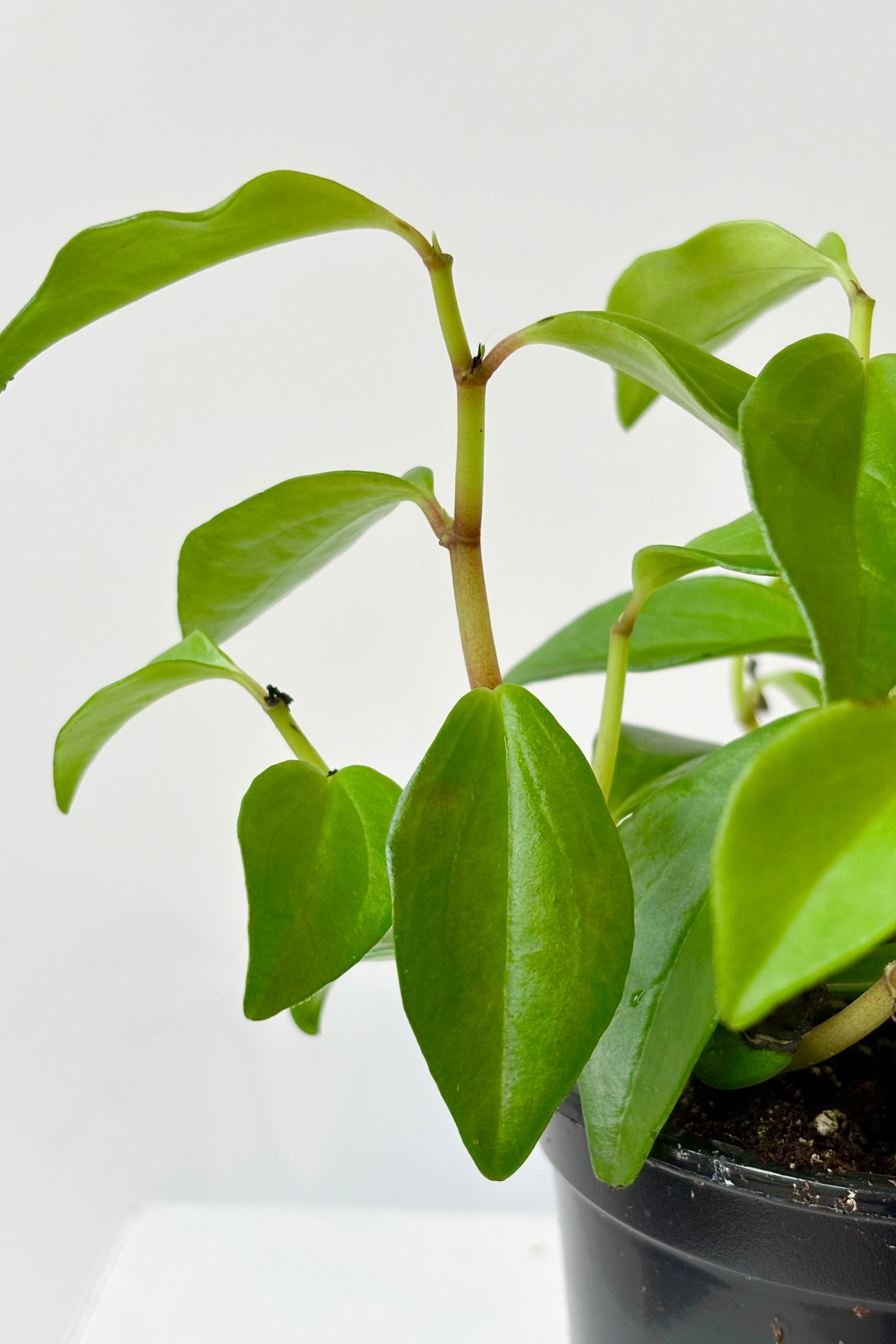 Close up of Peperomia 'Amigo Marcello' featuring arrow shaped small, bright green leaves at intervals along the stem against white background.