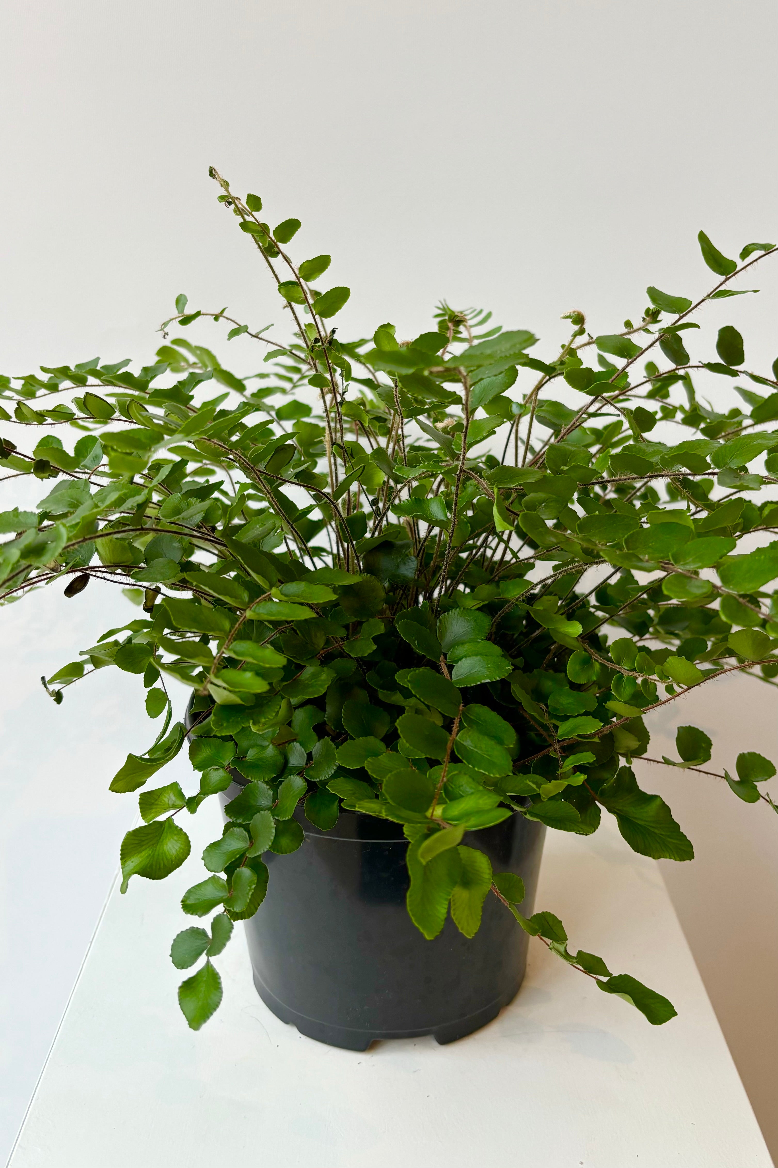 Overall photo of Pellaea rotundifolia 'Button Fern' with dark green pinnate leaves along cascading stems against white background