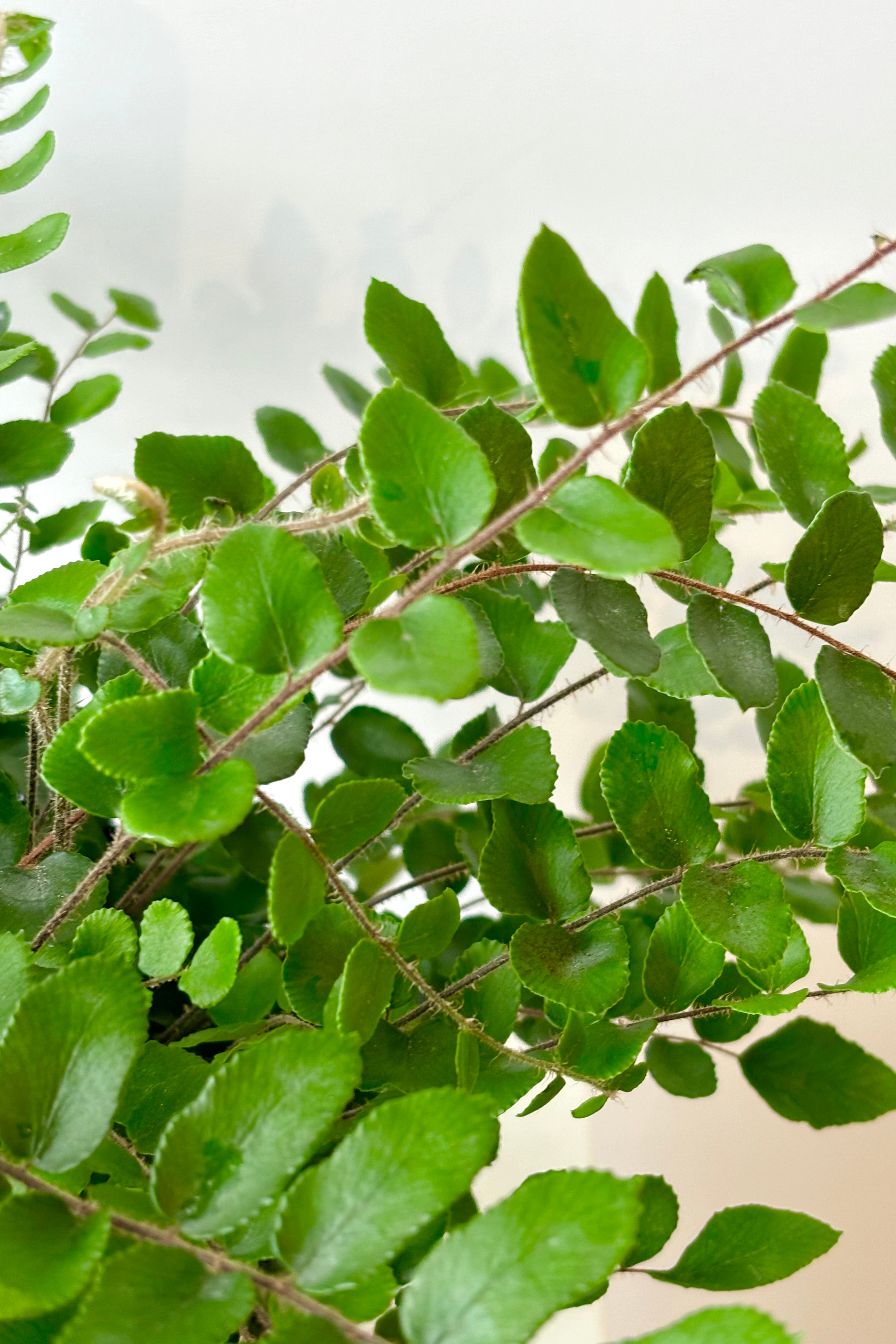 Close up of Pellaea Rotundifolia 'Button Fern' featuring Peperomia 'Amigo Marcello' featuring bright green oval shaped leaves along arching fronds against white background.