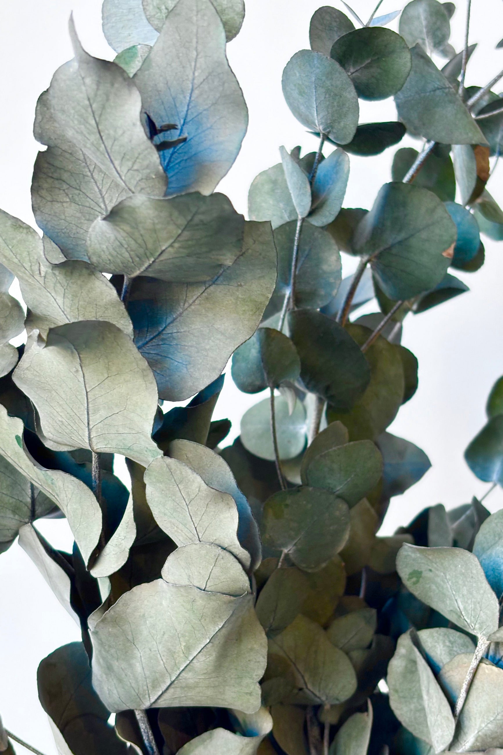 Close up of preserved Spiral Eucalyptus Blue against white background ©Sprout Home
