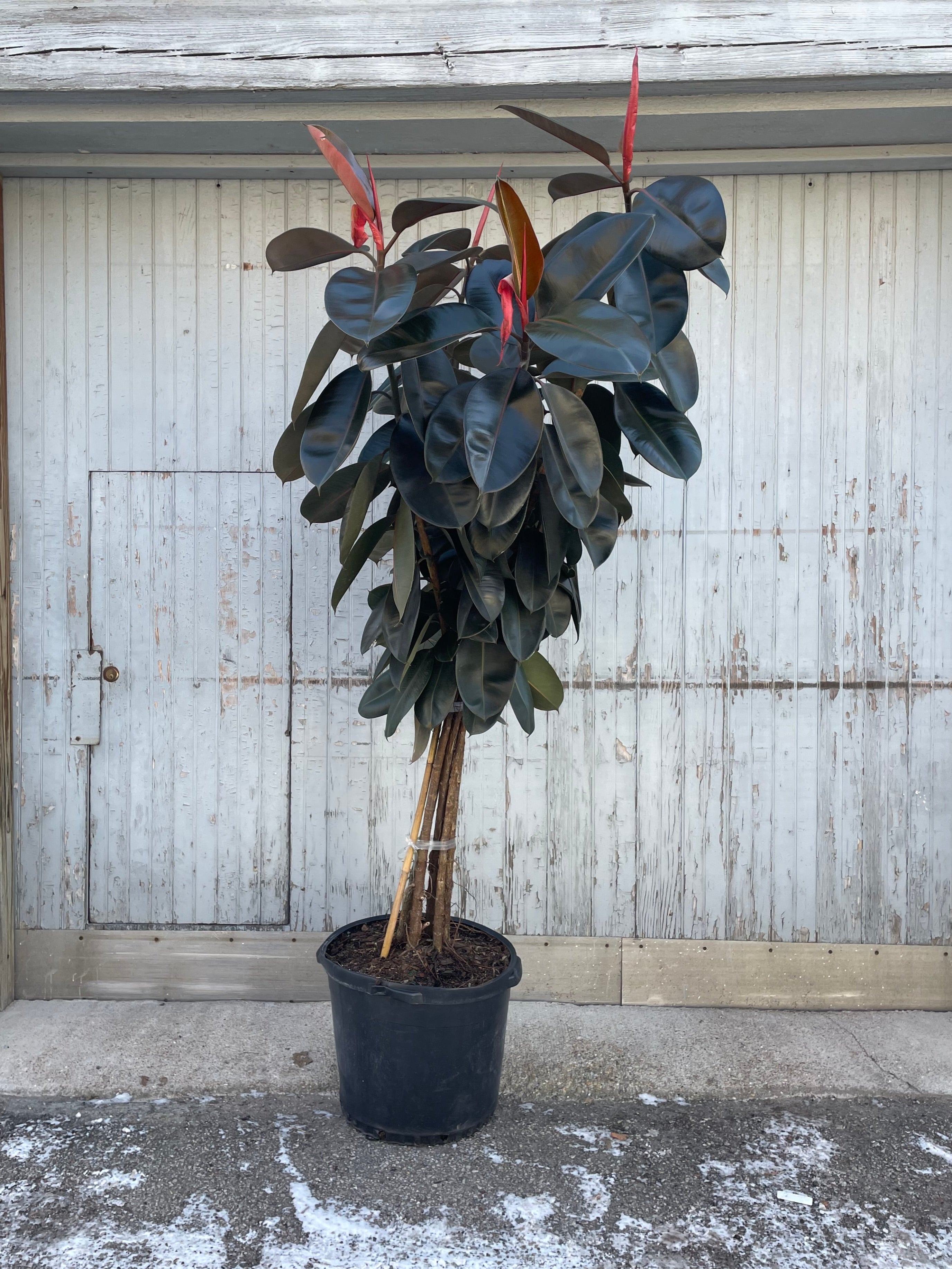 Tall, multi trunk Ficus Elastica in a 17" plastic grow pot against a grey wall.