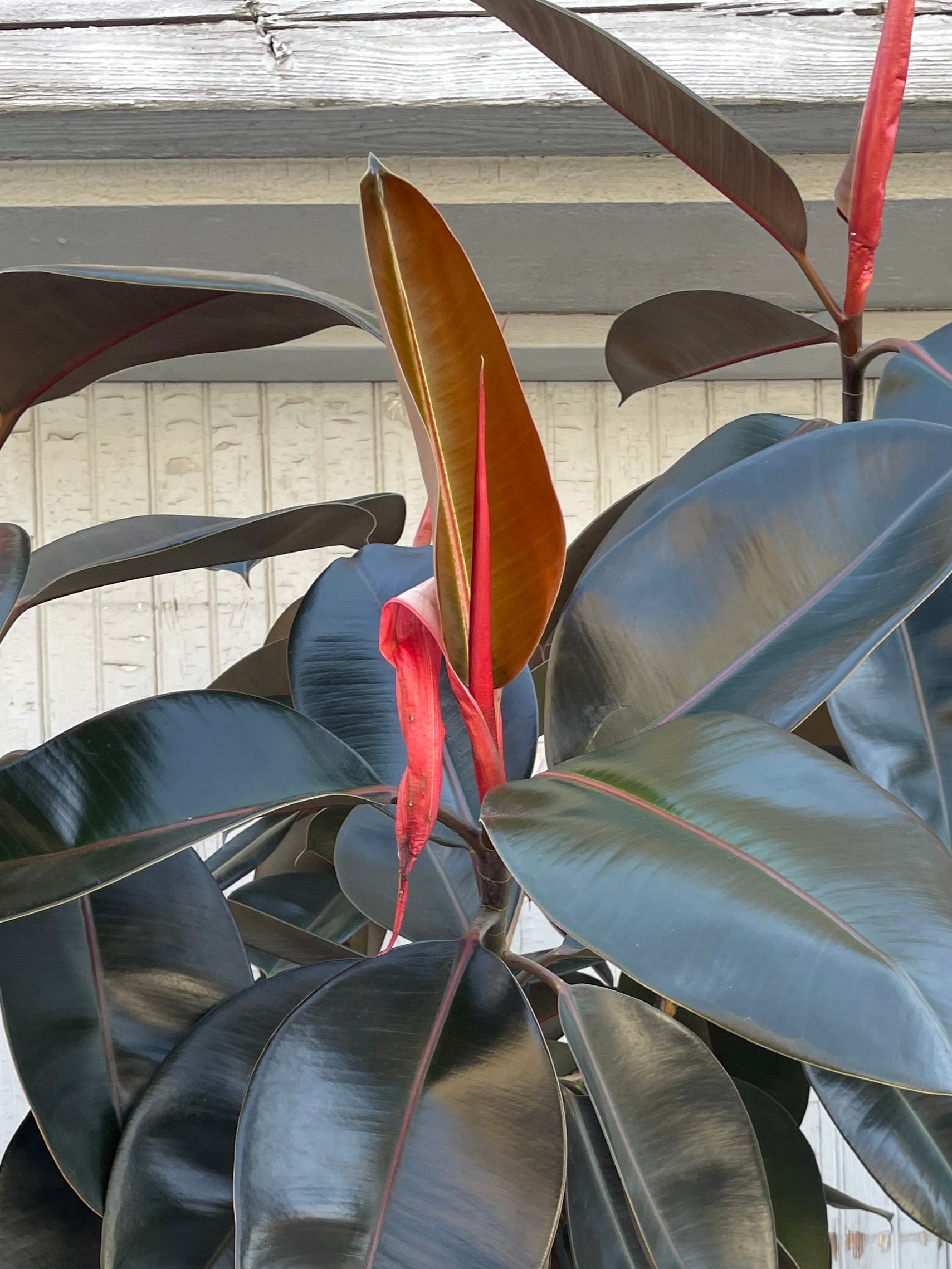 Close up of Ficus elastica leaves against a grey wall.