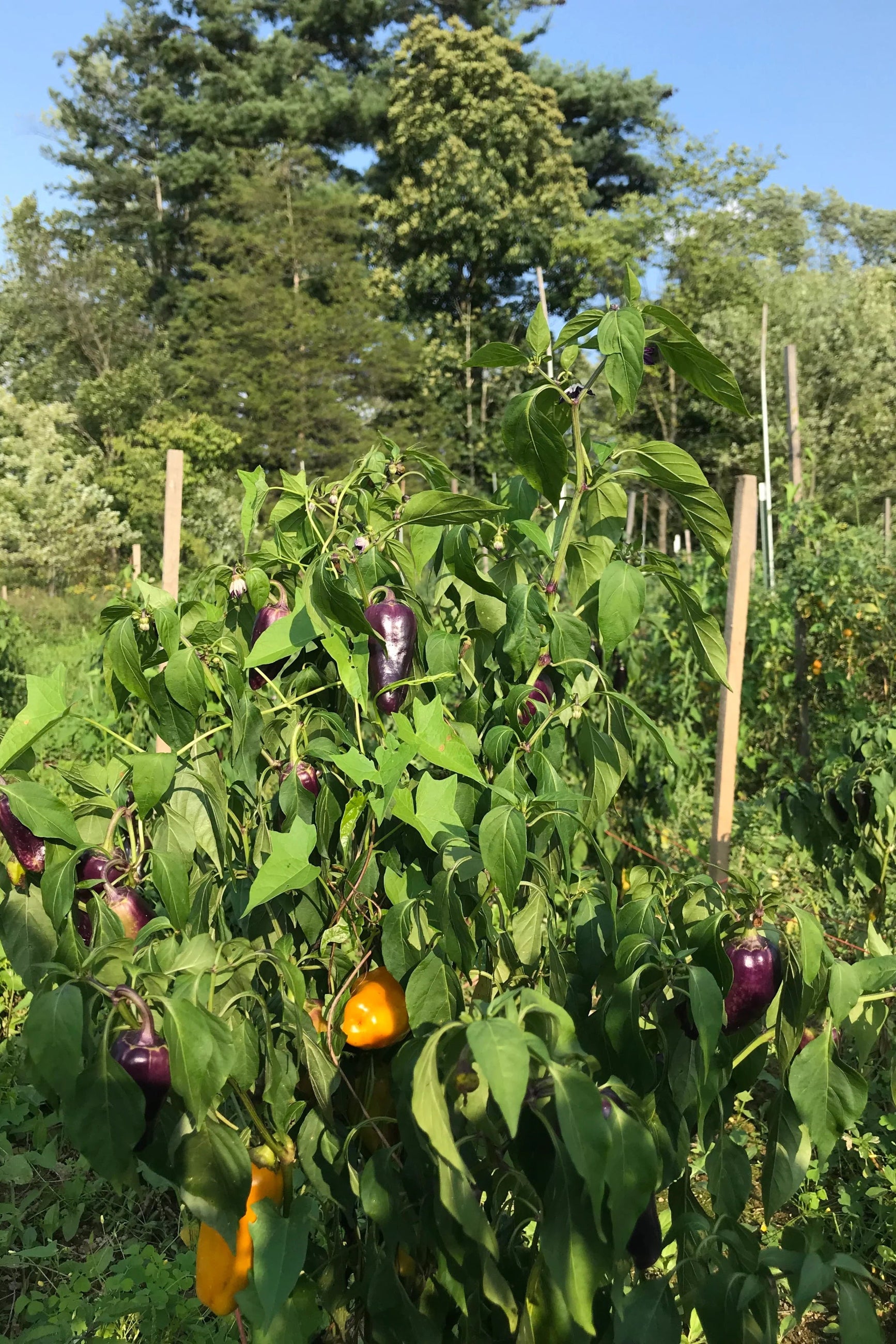Garden with green plants and purple and yellow peppers under a clear blue sky. ©Hudson Valley Seed Co.