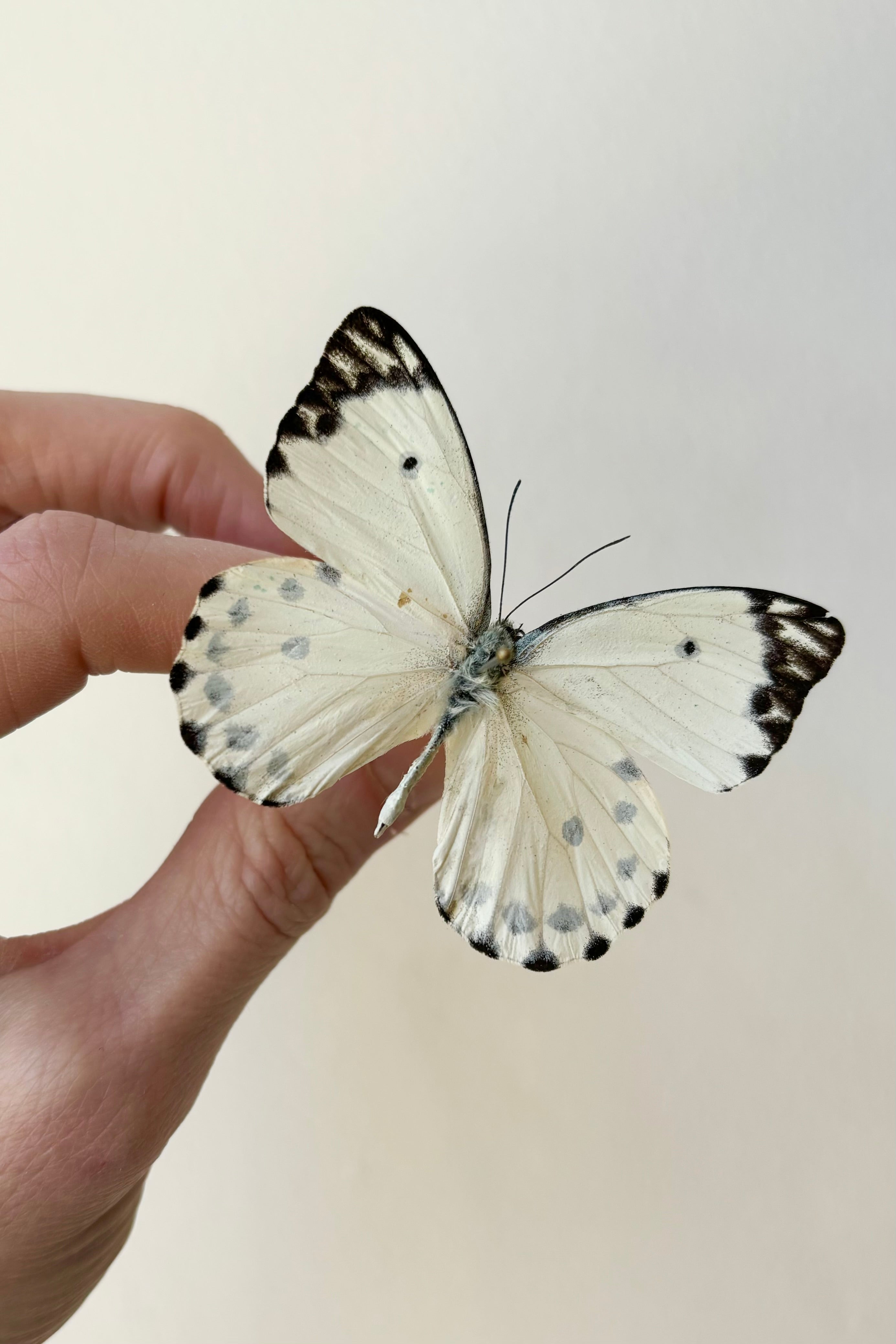 Pieris Calypso butterfly with white wings and black spots against white background