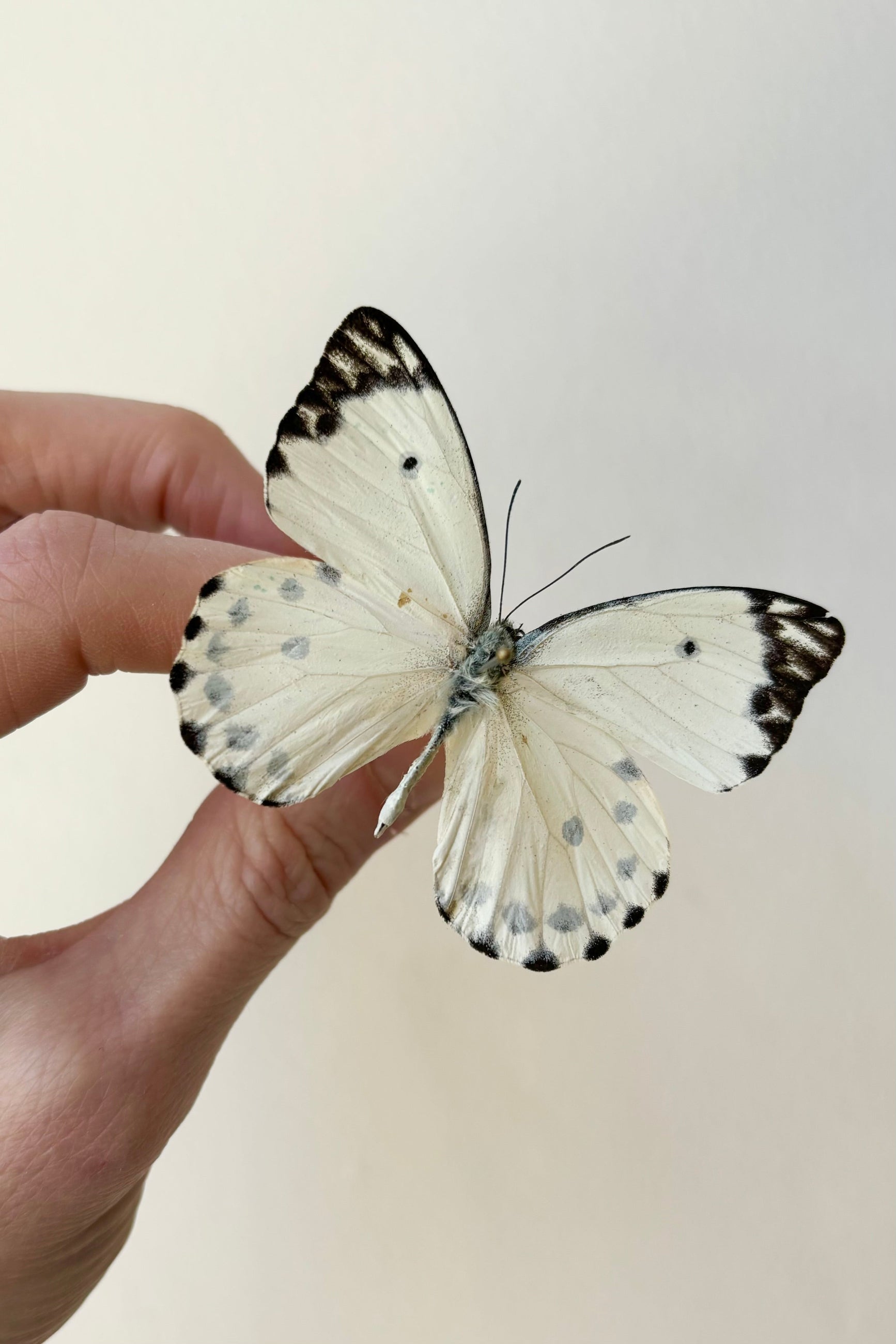 Pieris Calypso butterfly with white wings and black spots against white background ©Sprout Home