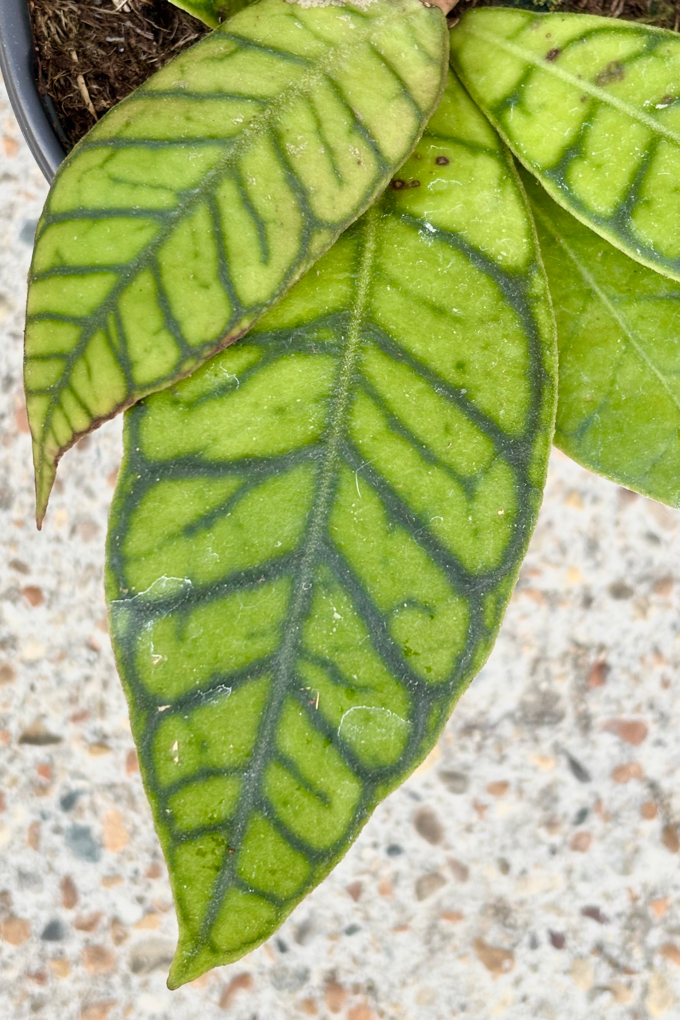Close up of Hoya callistophylla showing light green lanceolate leaves with dark green veining on cement background