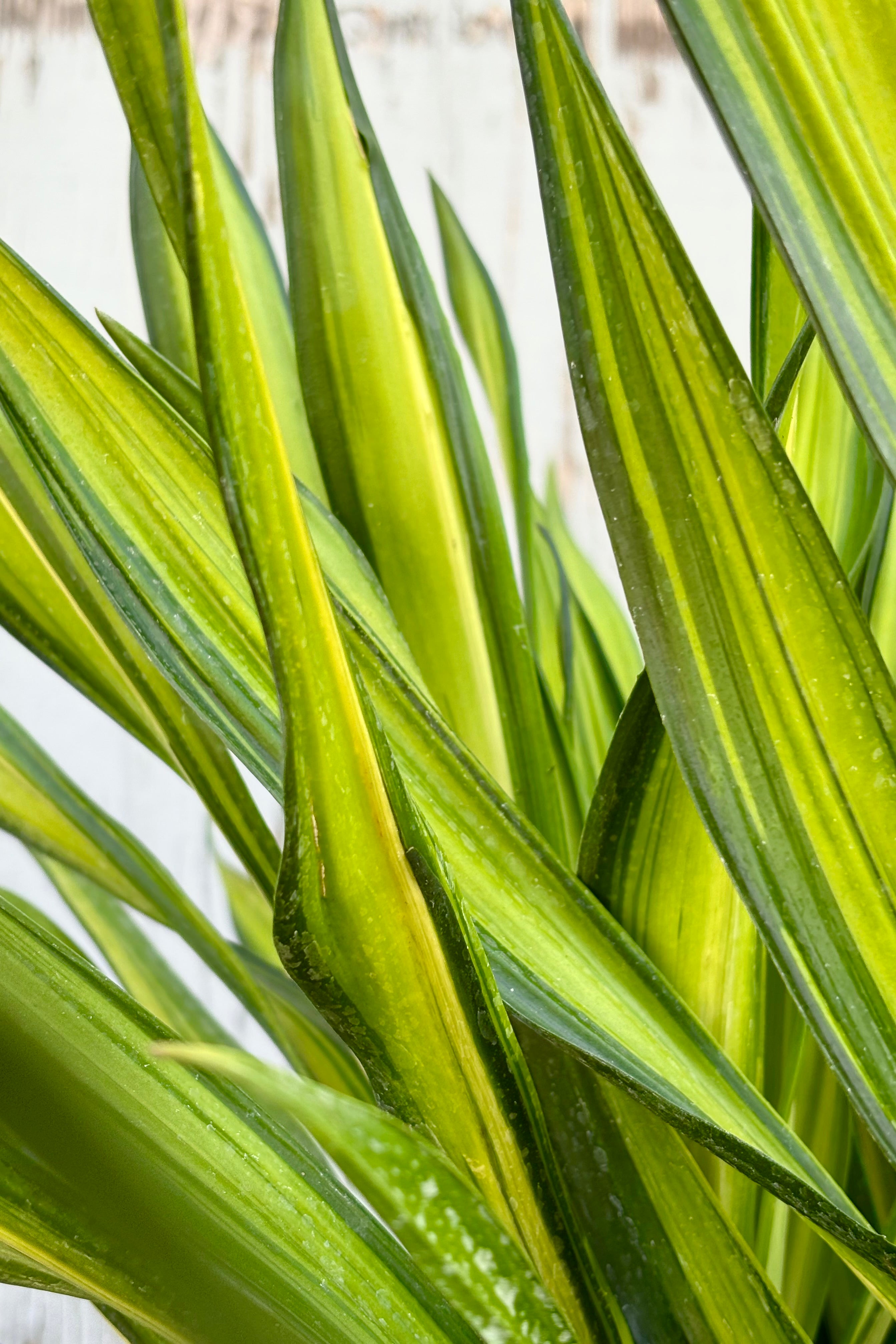 Close up of Draceana 'Rikki' tips plant featuring strappy, bright, yellowish green leaves with drak green stripes throughout against grey background at Sprout Home