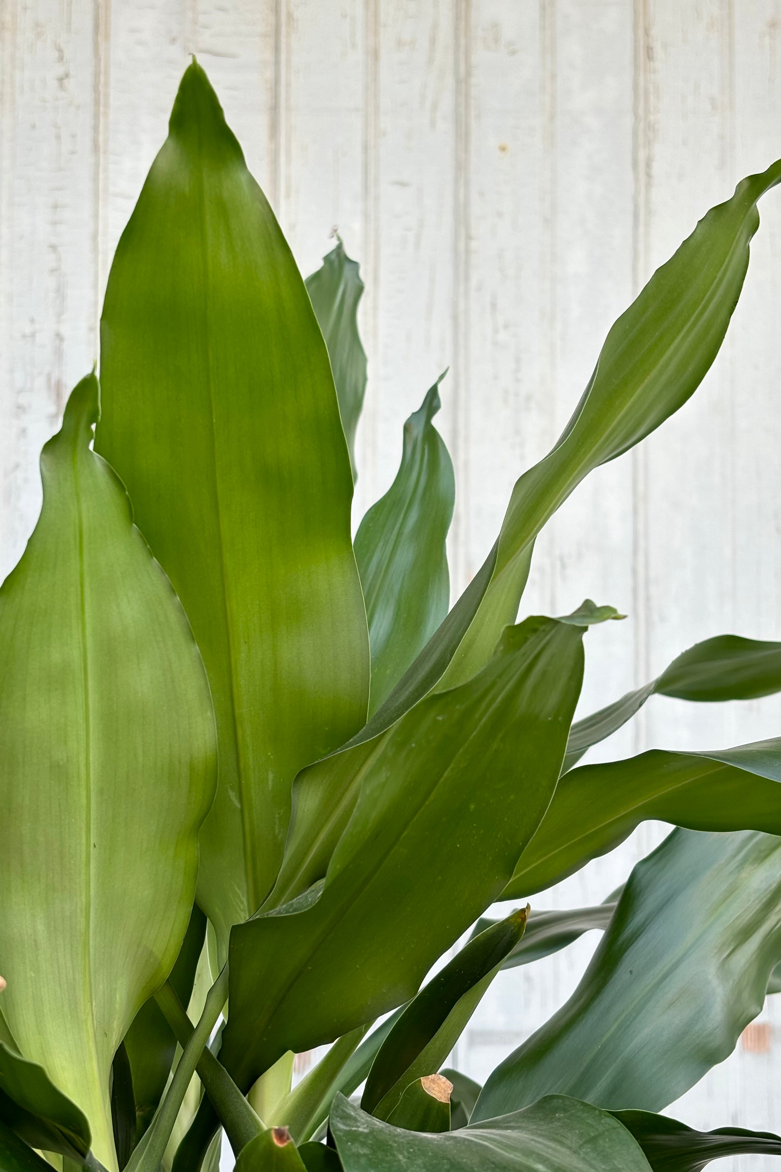 Close up of Draceana fragrans 'Lindenii' leaves, dark green in color against grey background at Sprout Home