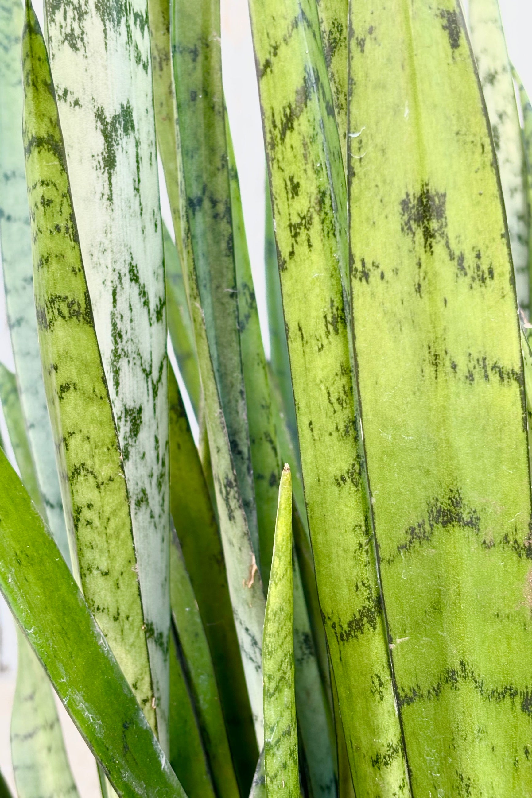 Close up of Sansevieria 'Silver Streak' featuring vertical, spear shaped, silvery green leaves with dark green patterning throughout against grey wall at Sprout Home ©Sprout Home