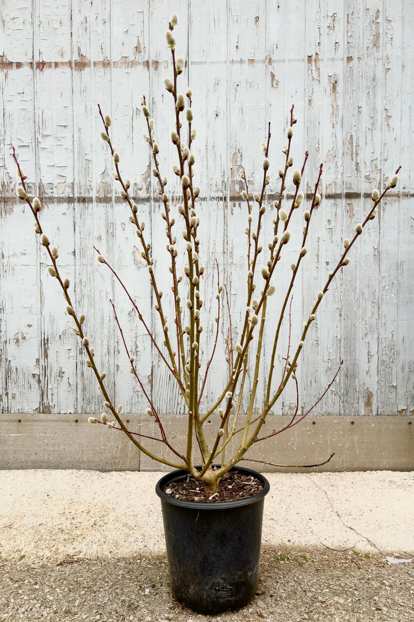 Image of Salix Discolor shrub with tall vertical stems with fuzzy, white catkins throughout against grey wall at Sprout Home. ©Sprout Home