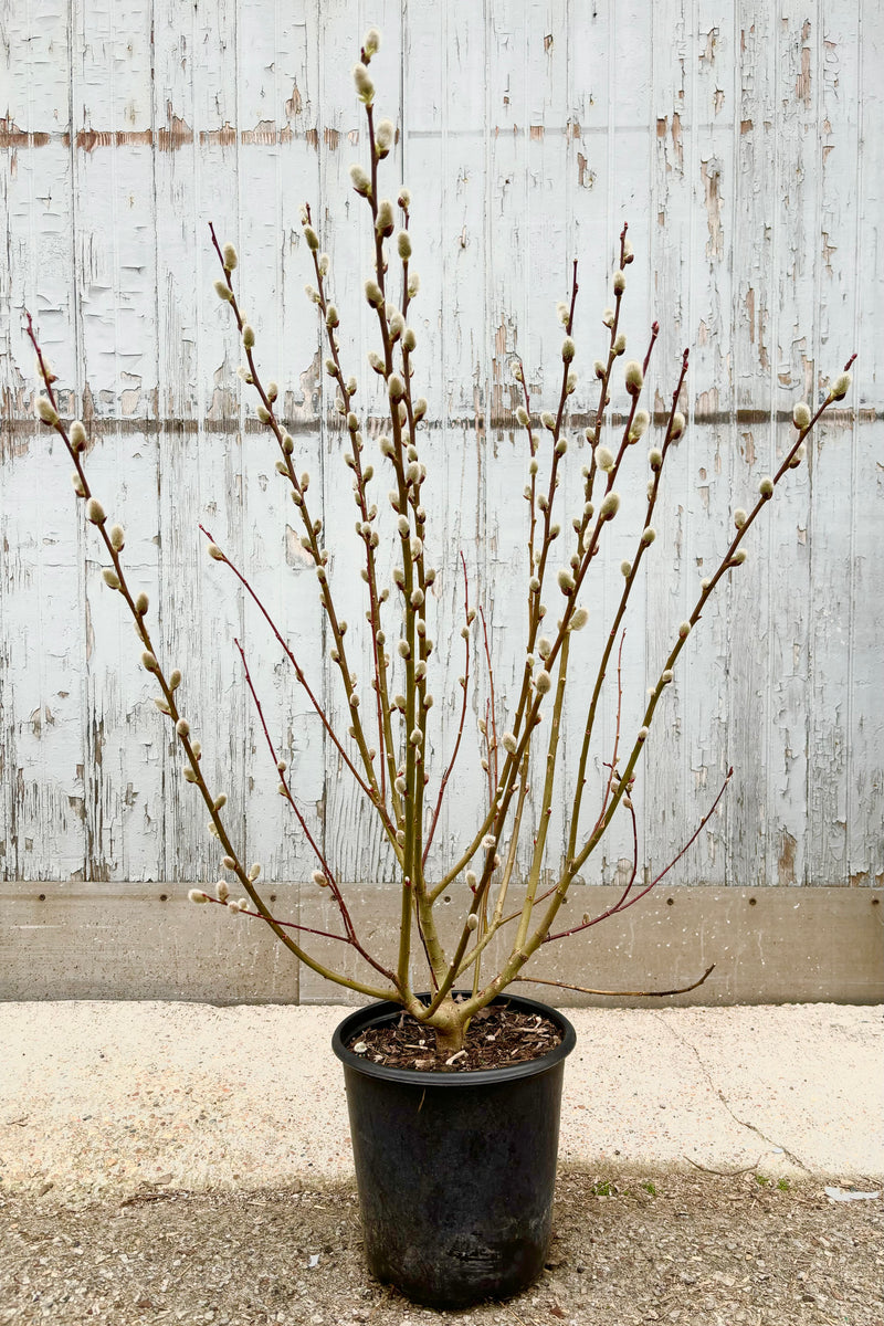 Image of Salix Discolor shrub with tall vertical stems with fuzzy, white catkins throughout against grey wall at Sprout Home. 