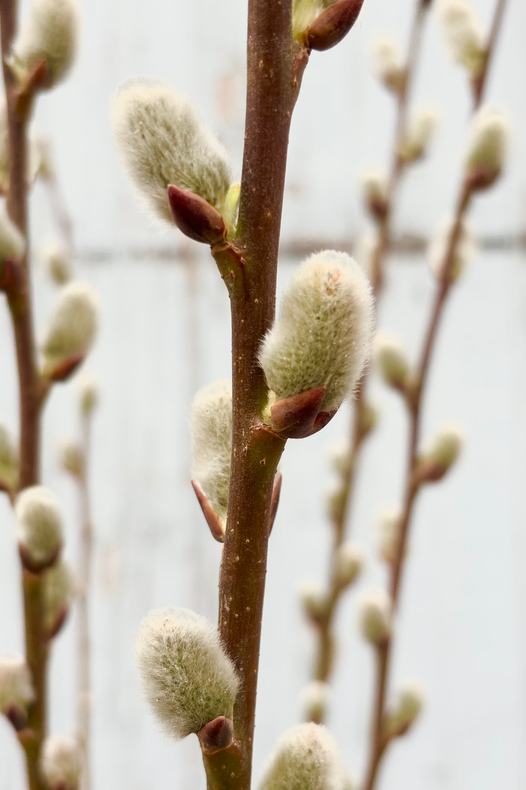Close up image of Salix Discolor shrub with tall vertical stems with fuzzy, white catkins throughout against grey wall at Sprout Home. ©Sprout Home