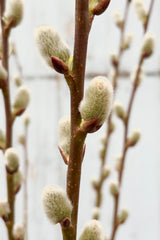 Close up image of Salix Discolor shrub with tall vertical stems with fuzzy, white catkins throughout against grey wall at Sprout Home. 