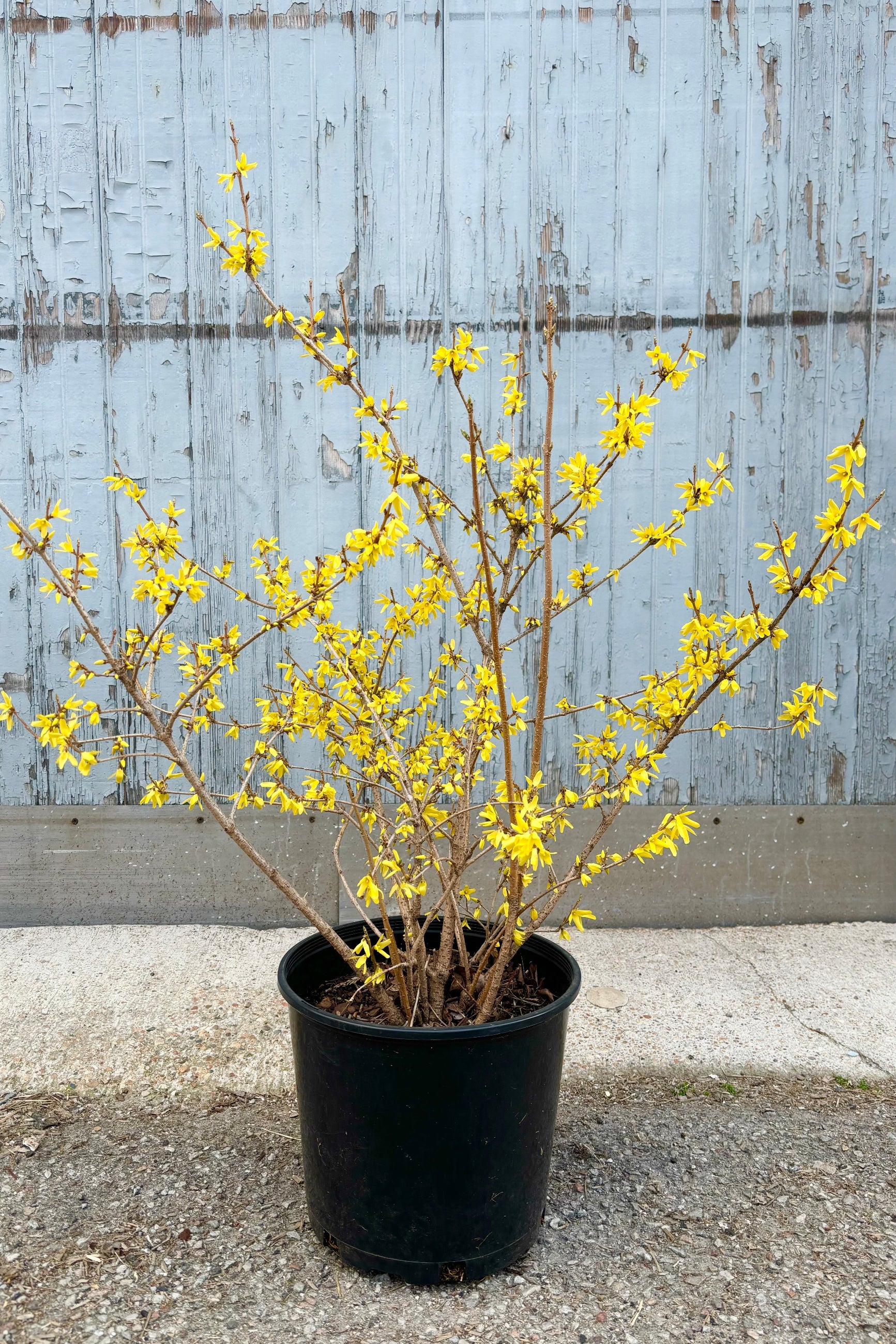 Image of Forsythia Northern Gold shrub with vertical branches and small, bright yellow flowers throughout against grey background at Sprout Home. ©Sprout Home
