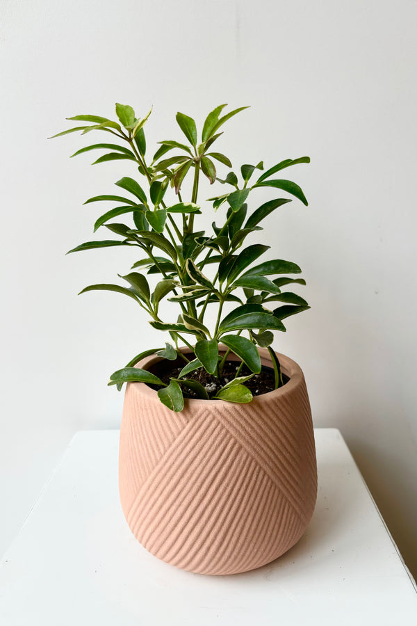 Bare clay terra cotta cachepot with diagonal etching on outside of pot displayed with schefflera plant against white background.