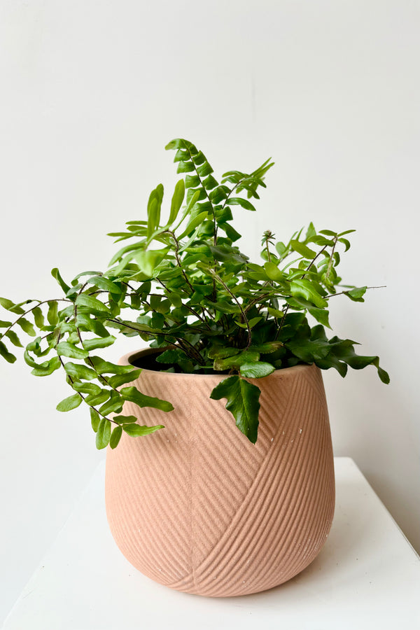 Bare clay terra cotta cachepot with diagonal etching on outside of pot displayed with fern against white background.