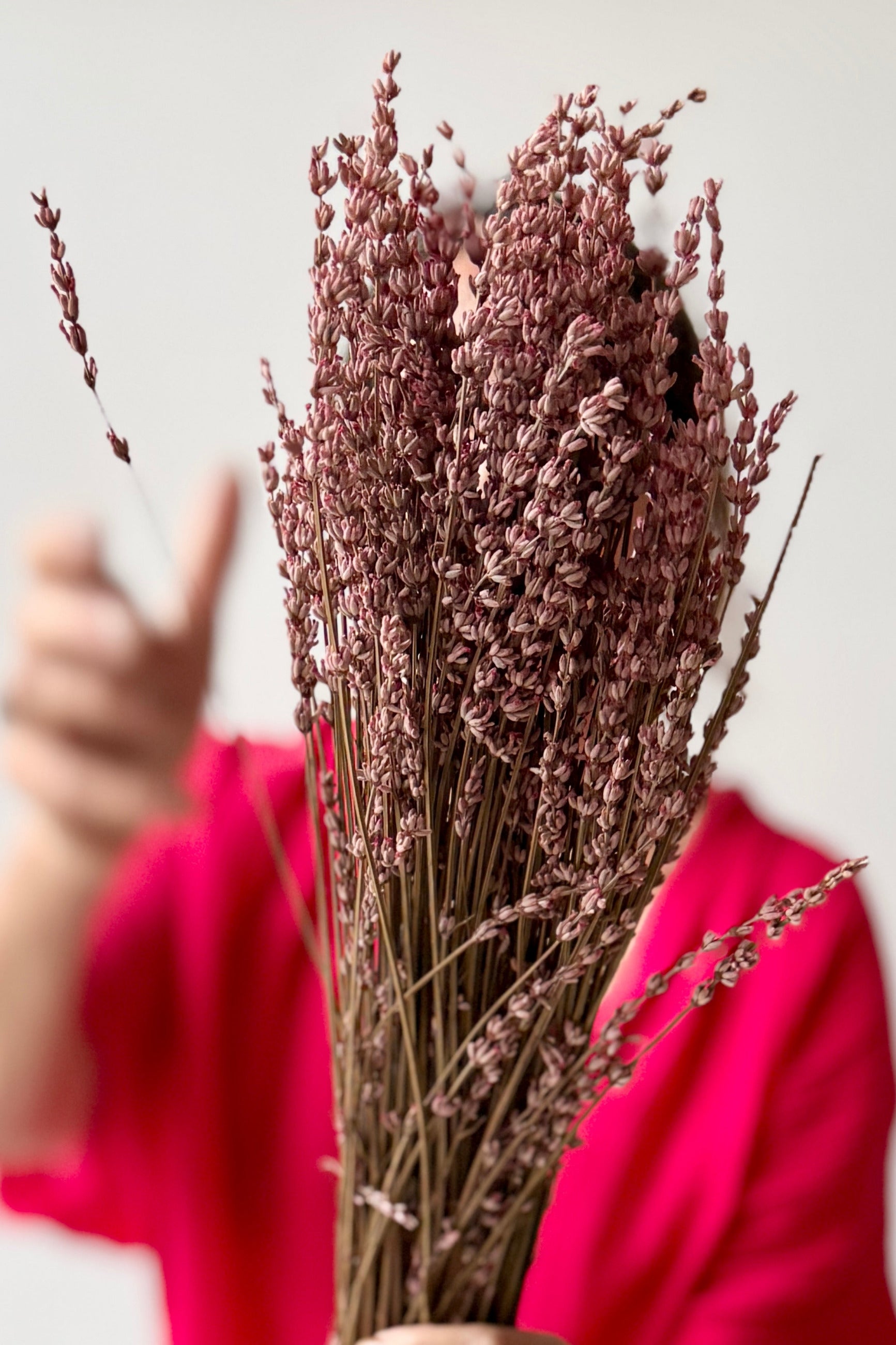 A person in a bright pink top holds a lLavandula Light Pink Preserved Bunch in front of their face against a plain light background. ©Sprout Home