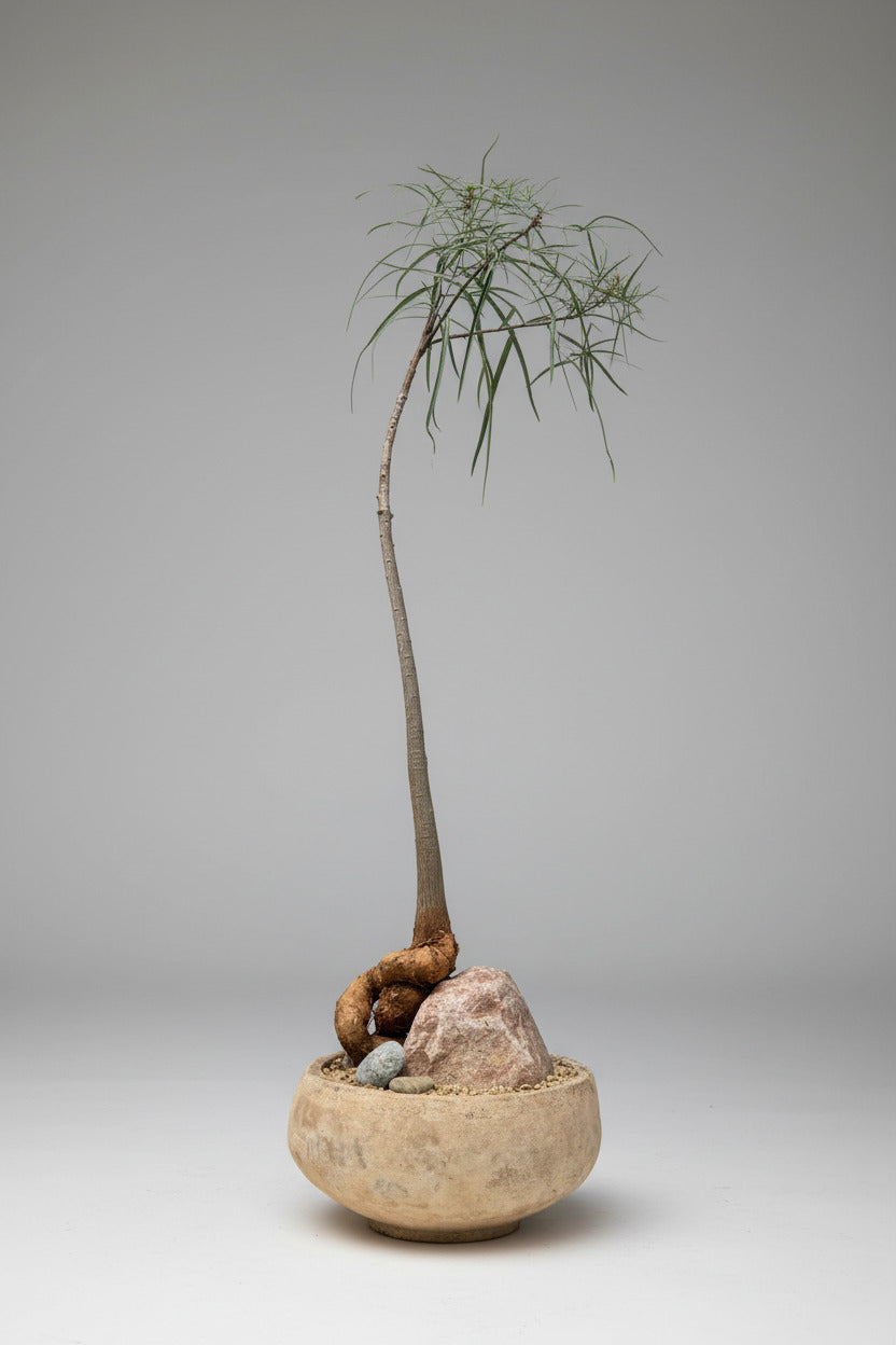 Brachychiton rupestris "Queensland Bottletree" character with a long slender trunk, twisted roots, and sparse green foliage, displayed in a round beige planter with decorative rocks against a weathered light blue wooden wall ©Sprout Home