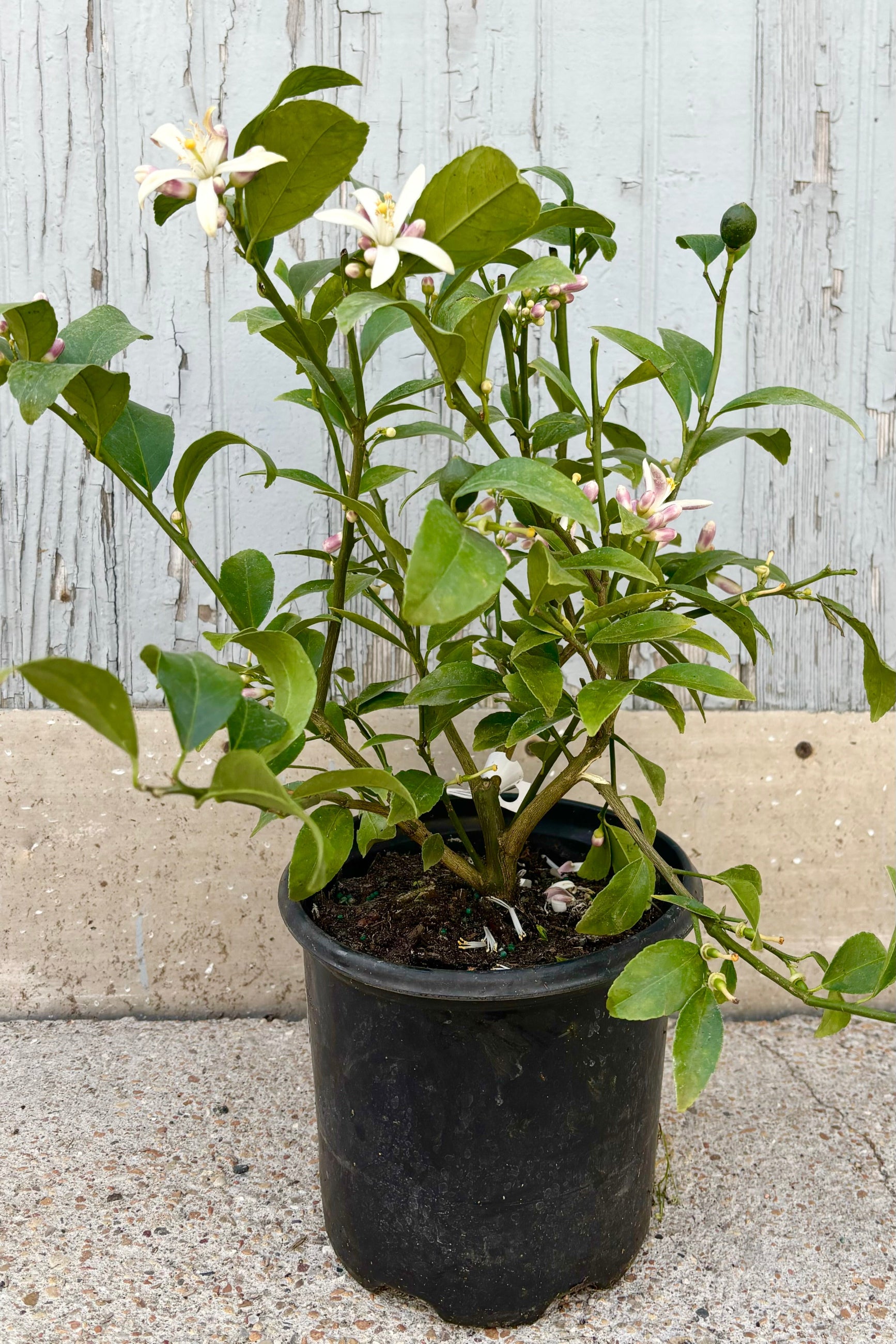 Citrus x meyeri "Meyers Lemon" shrub with green leaves and pink and white flowers against cement background ©Sprout Home