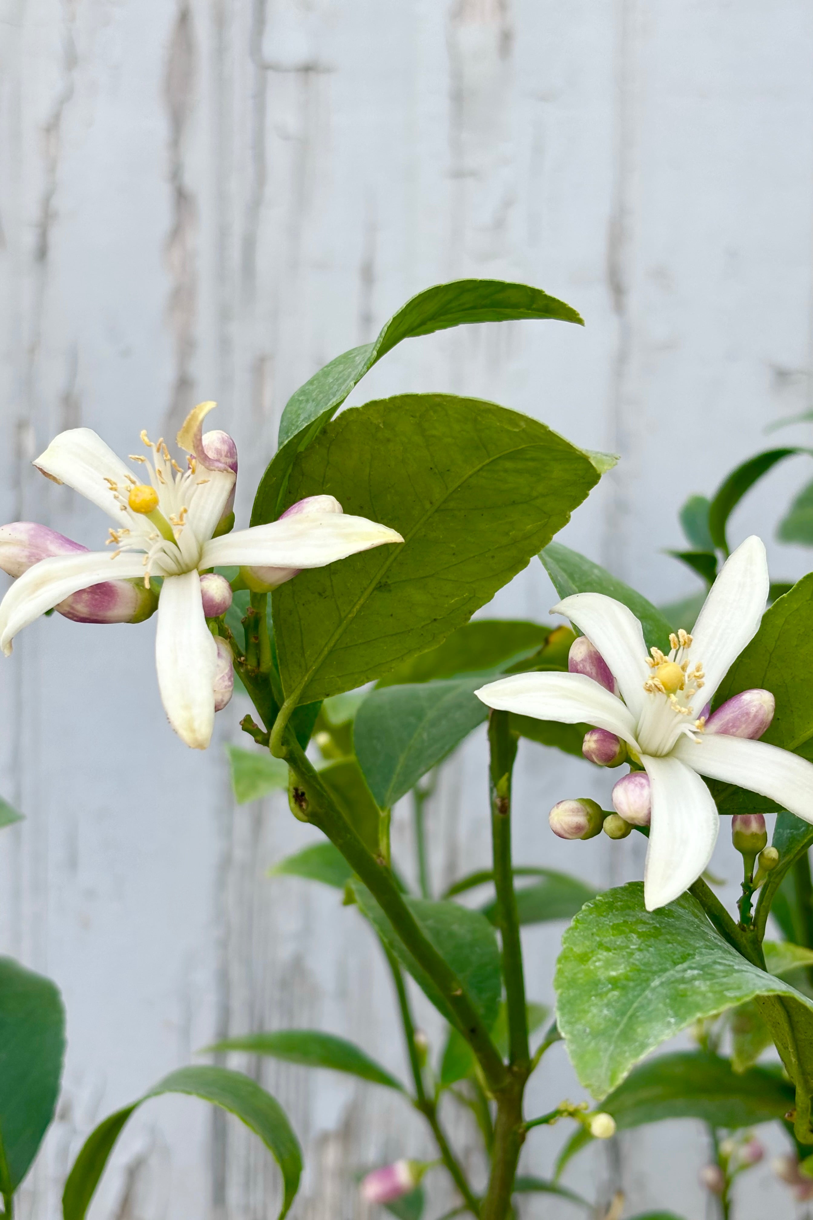 Close up of flowers of Citrus x meyeri "Meyers Lemon" shrub against grey background