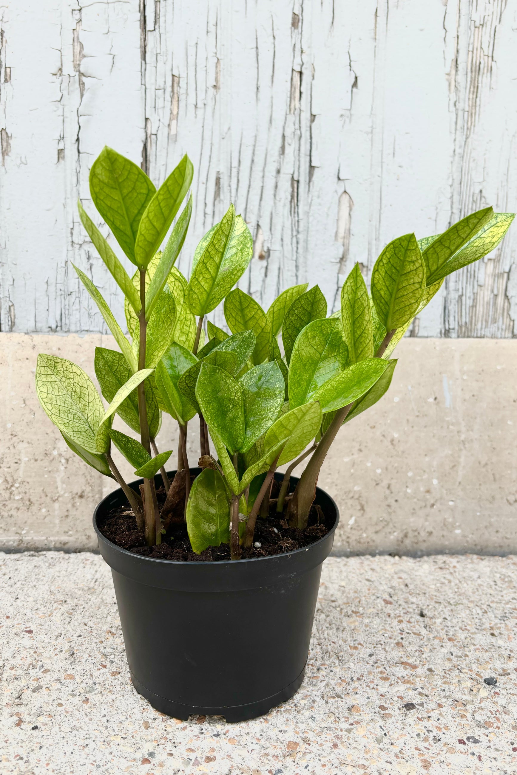 Pale green and yellow leaves of Zamioculcas 'chameleon' on vertical stems in a black plastic grow pot against a cement background ©Sprout Home