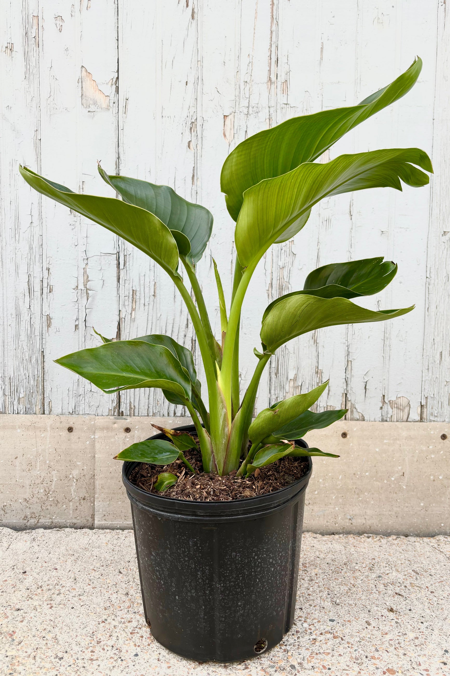 Strelitzia nicolai in a black growers pot against a grey background ©Sprout Home