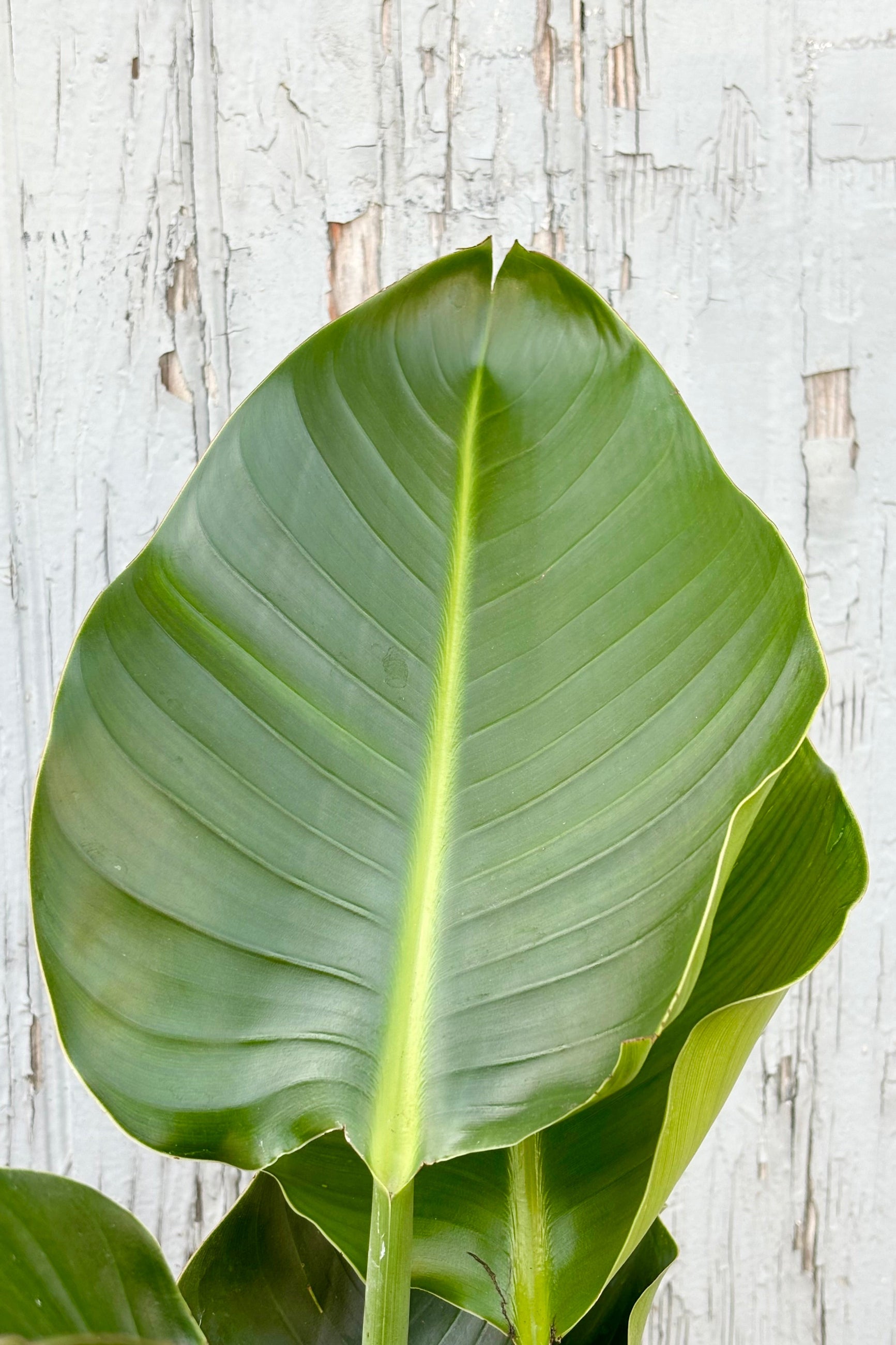 Detail of broad green leaves of Strelitzia nicolai against grey background ©Sprout Home