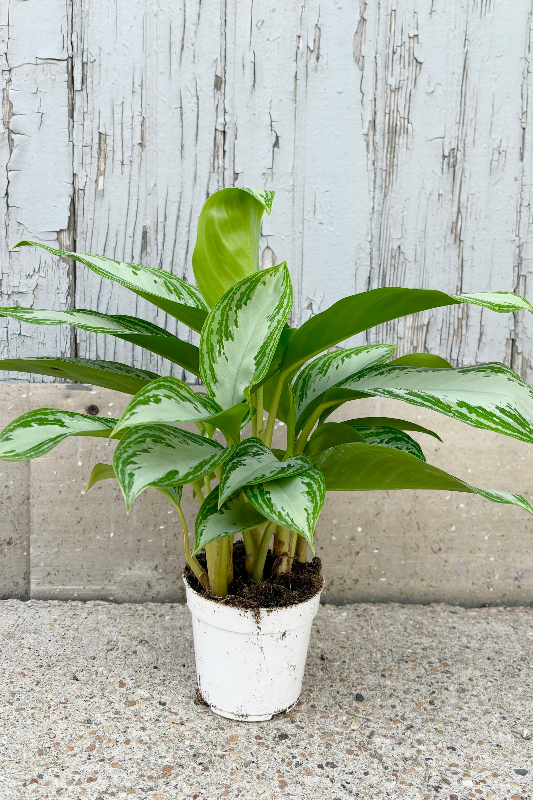 Aglaonema Leprachaun plant with silver upright leaves with dark green striped margin against grey background ©Sprout Home