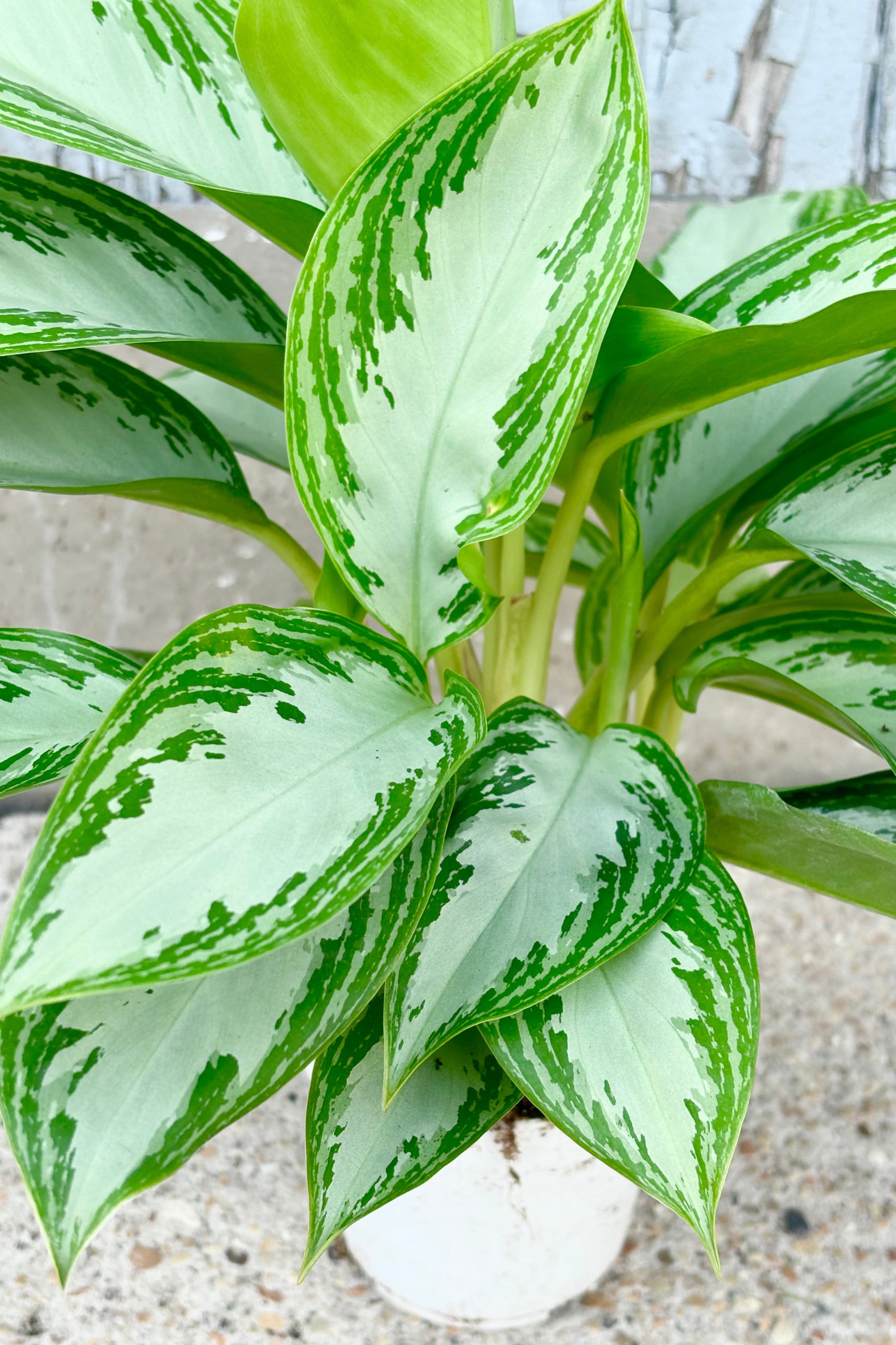 Close up photo of Aglaonema Leprachaun leaves with silver leaves and dark green striped margin against grey background ©Sprout Home